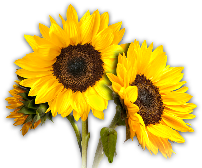 Free Free 134 Sunflower Svg Png SVG PNG EPS DXF File