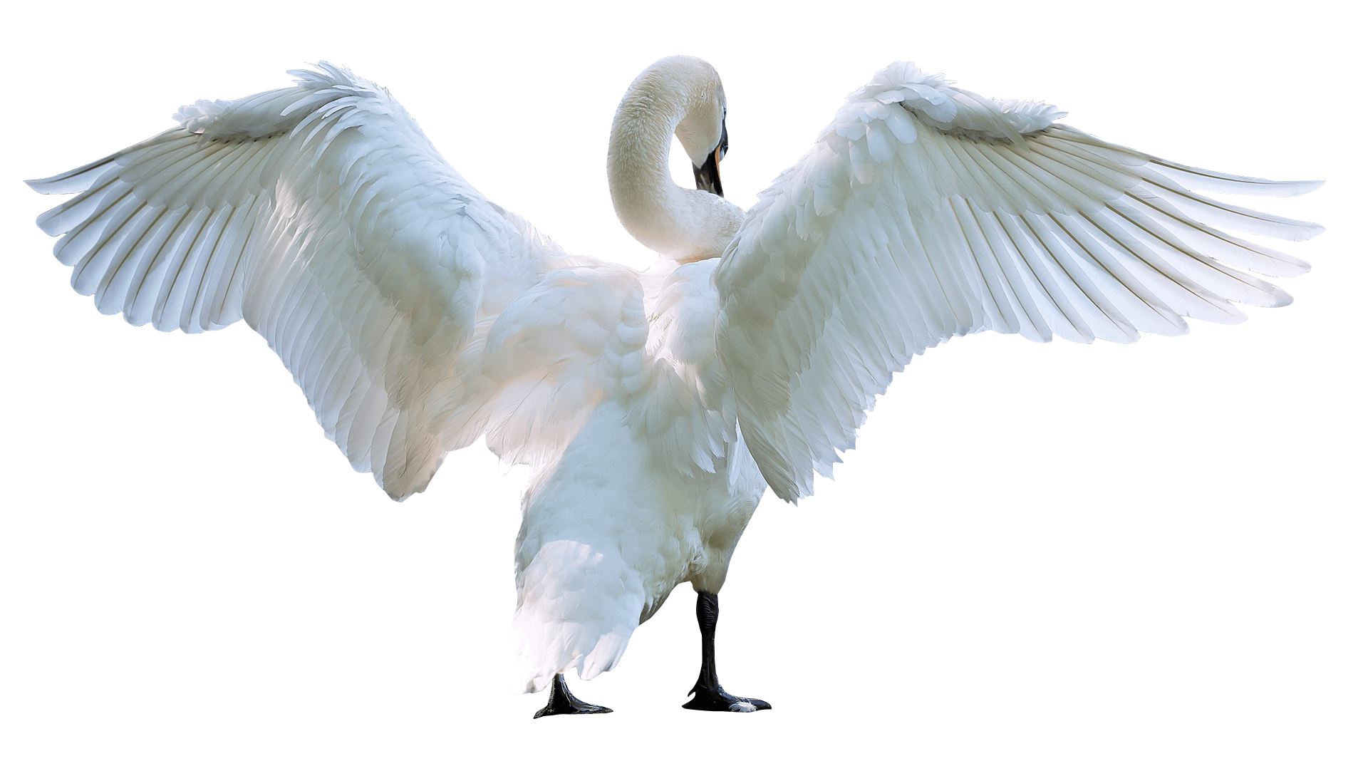 Swan Starting Fly PNG Image