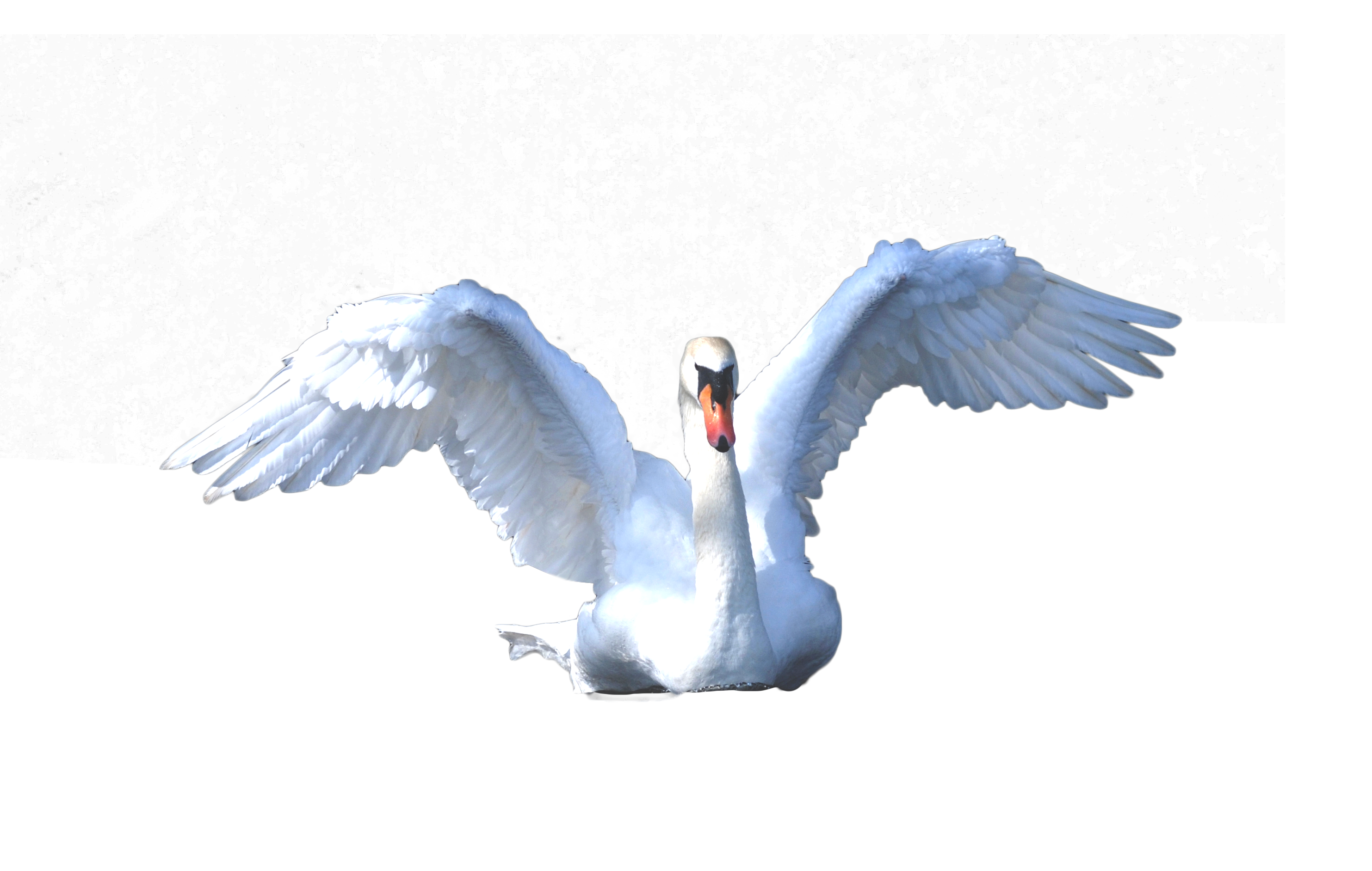 Swan Swimming PNG Image