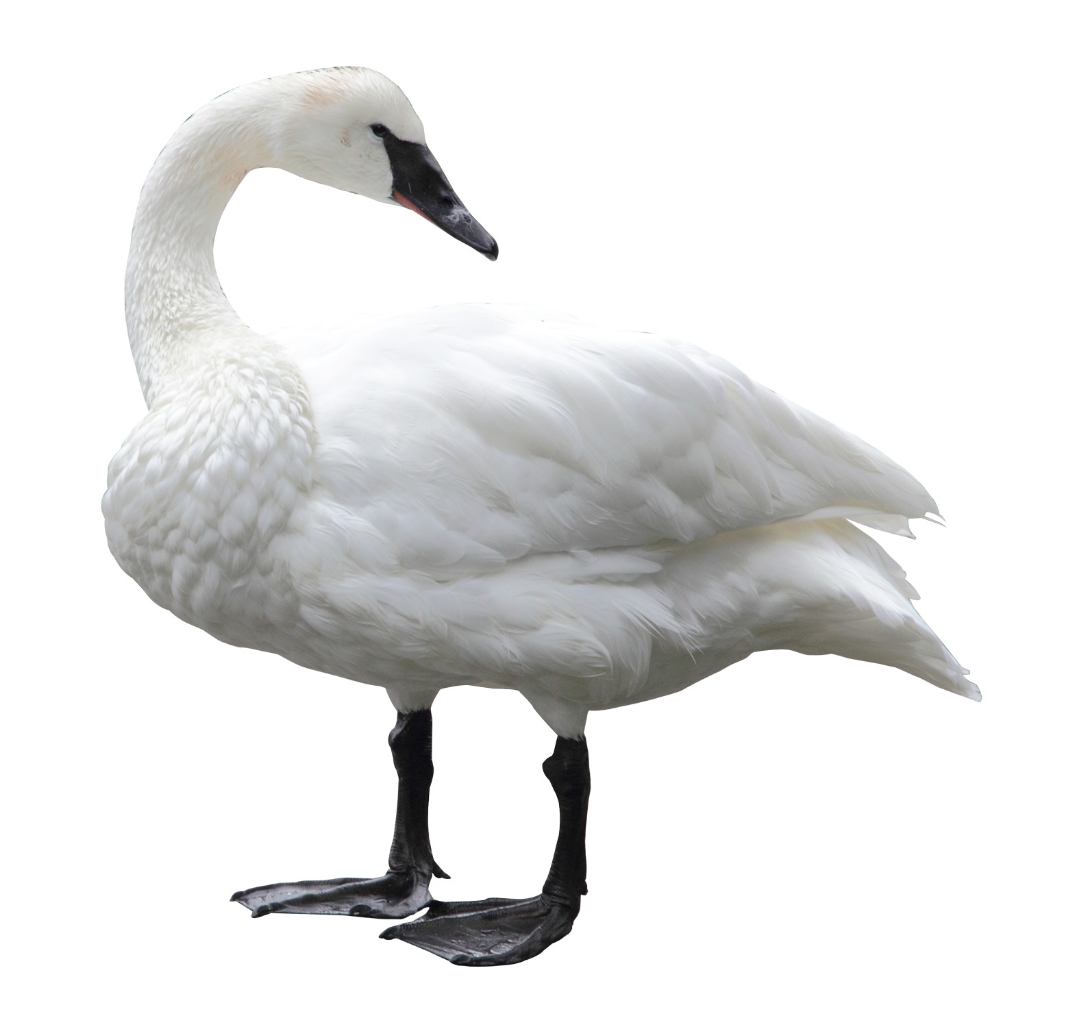 Swan White PNG Image