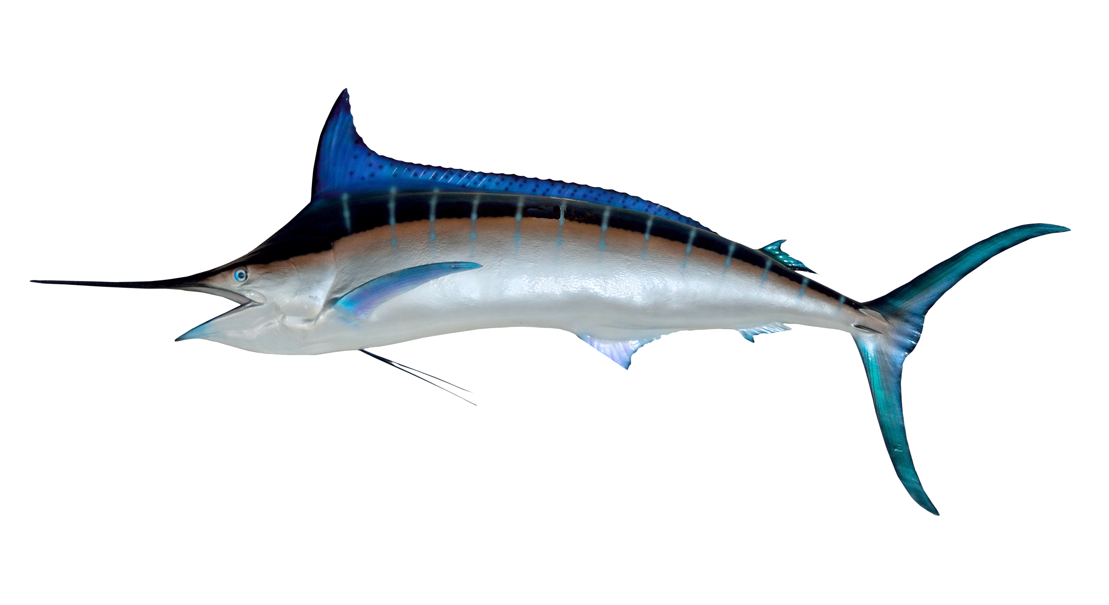 Swordfish PNG Image