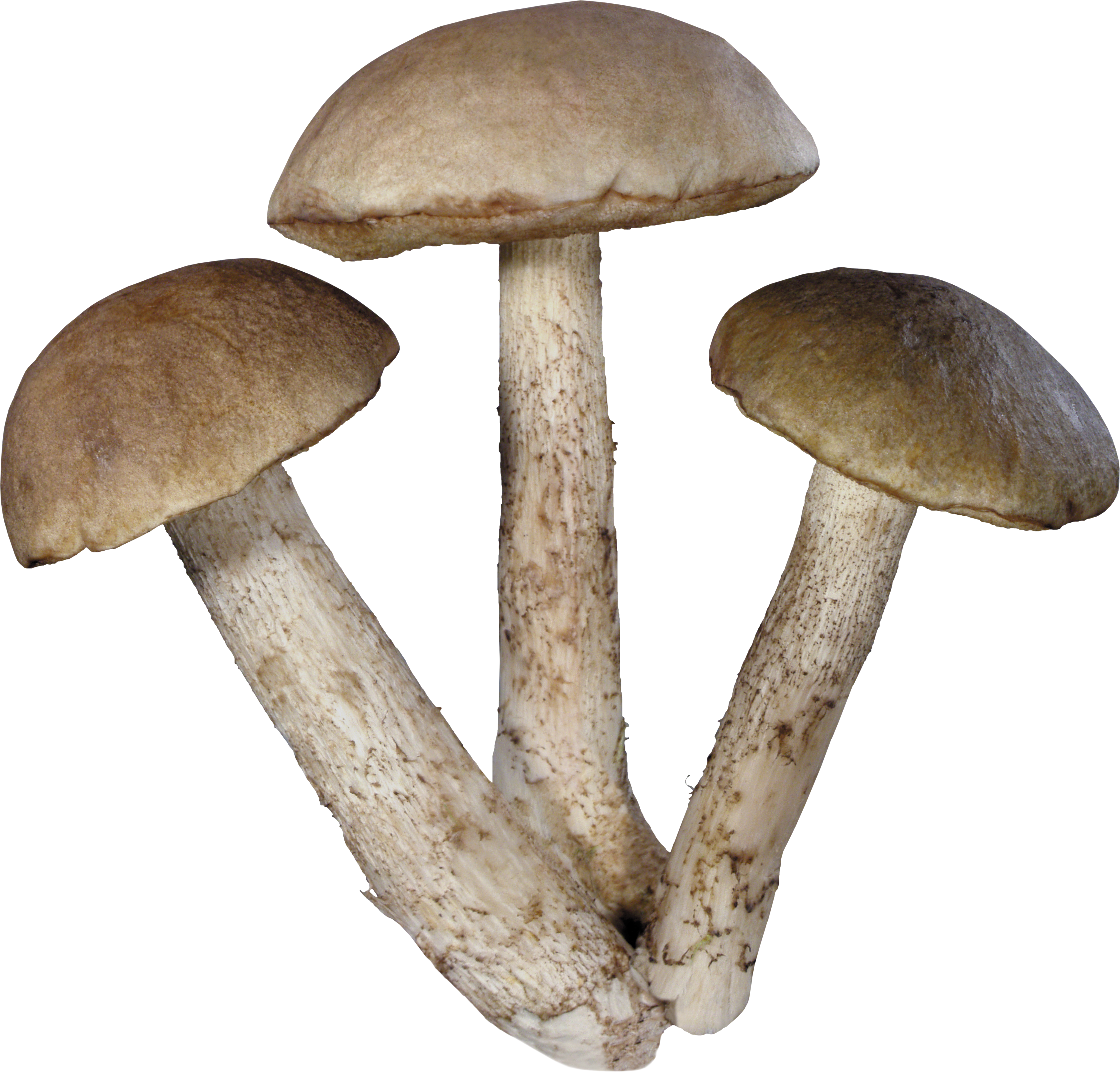 Three tree Mushrooms PNG Image