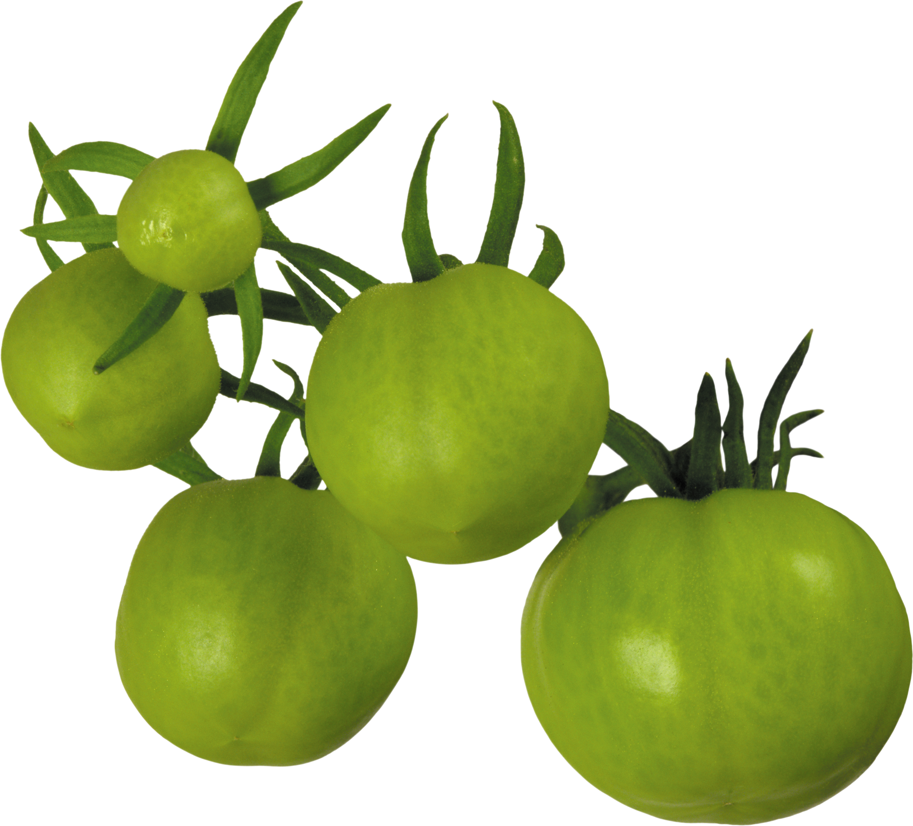 Tomatoes PNG Image