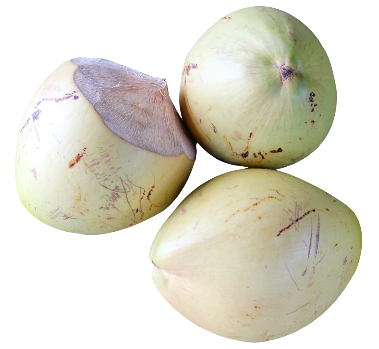 Top view of Coconut PNG Image