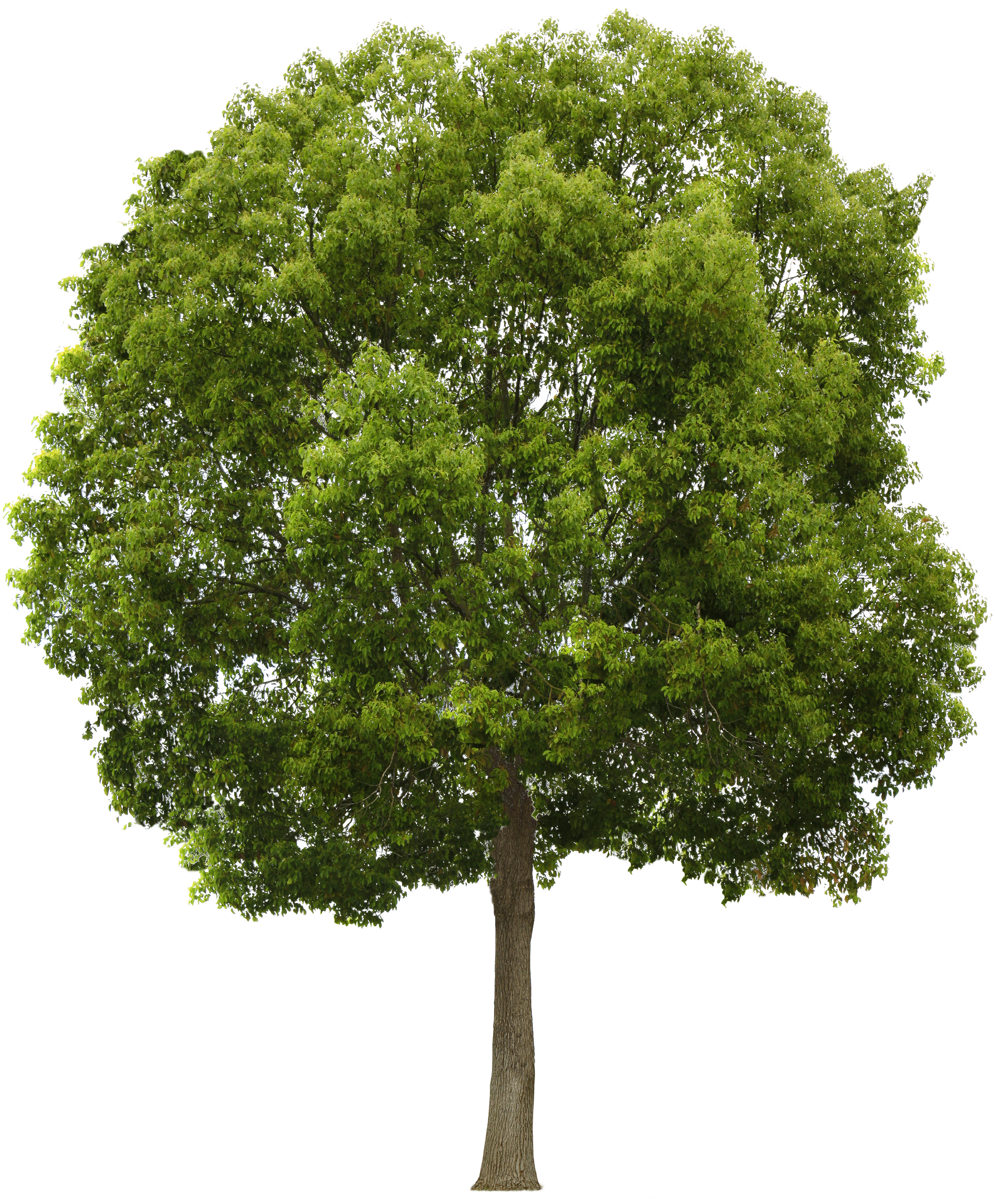 Download Tree PNG Image for Free