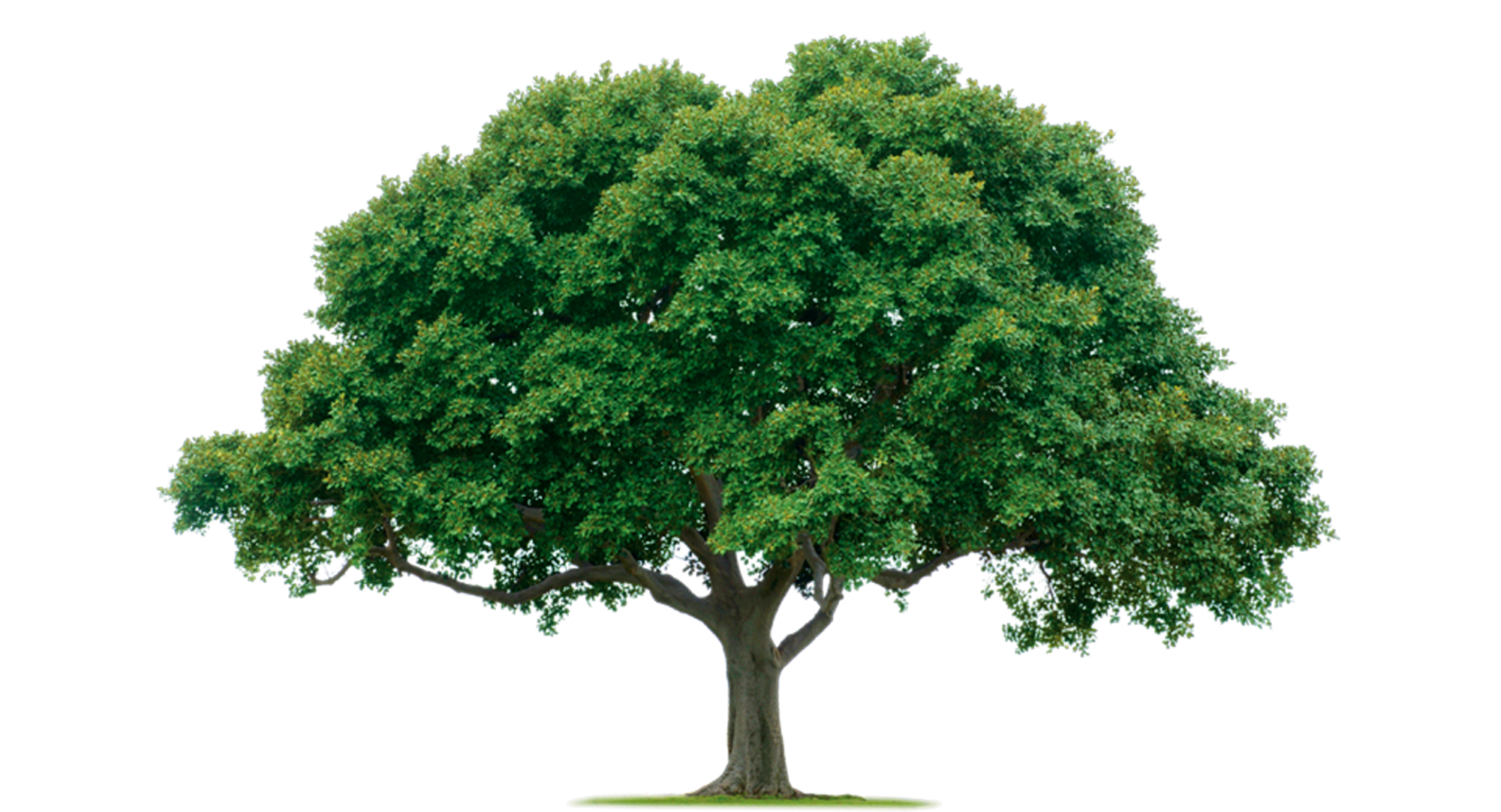 Large Nature Tree PNG Image