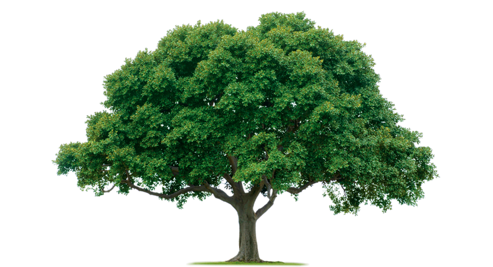 Large Nature Tree PNG Image PurePNG Free Transparent CC0 PNG Image