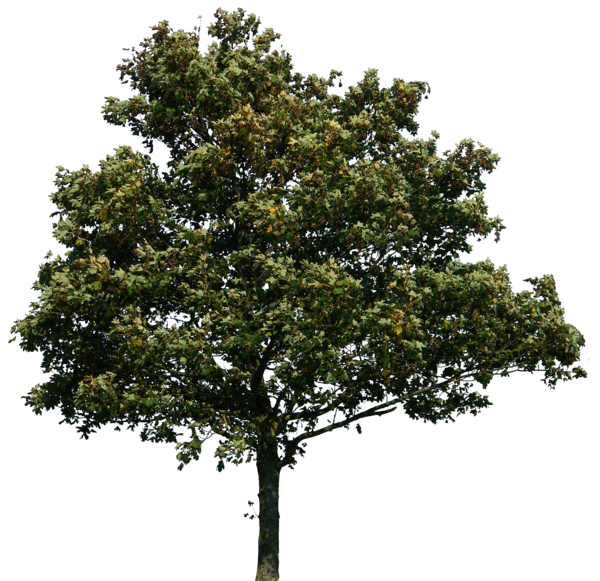 Nature Forest Tree PNG Image