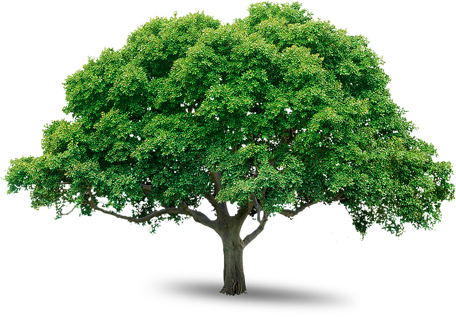 Wide Large Tree PNG Image