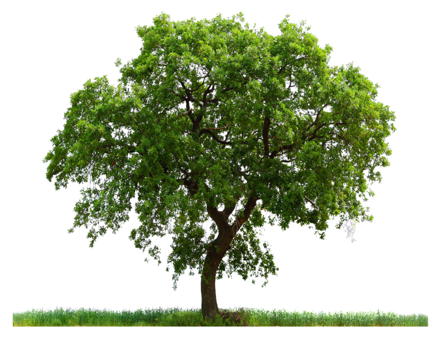 Large Tree with Grass PNG Image