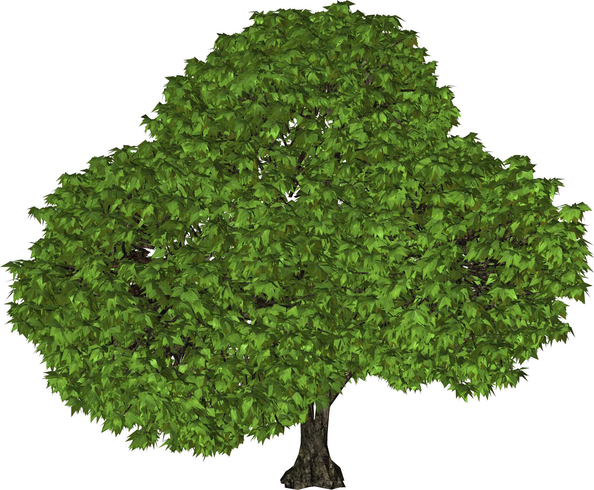 Big Leafy Tree PNG Image
