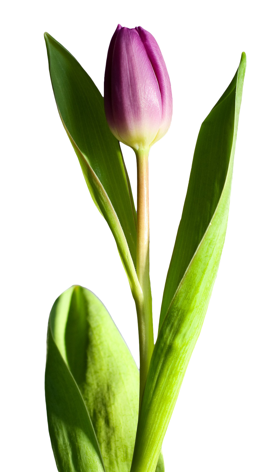 Tulip Flower PNG Image