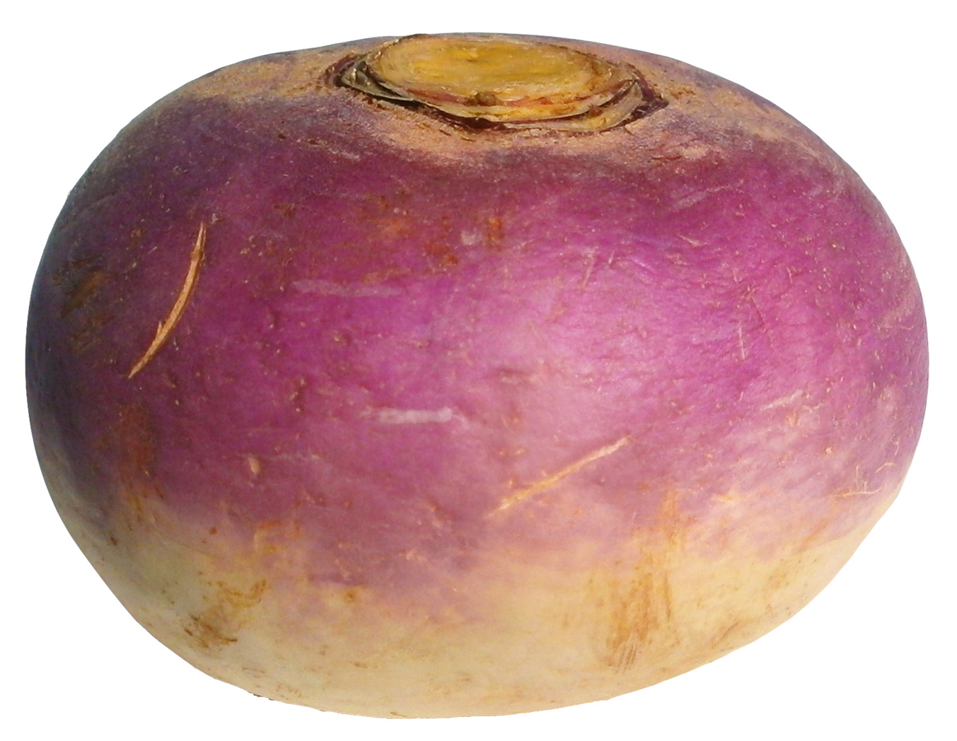 Turnip PNG Image