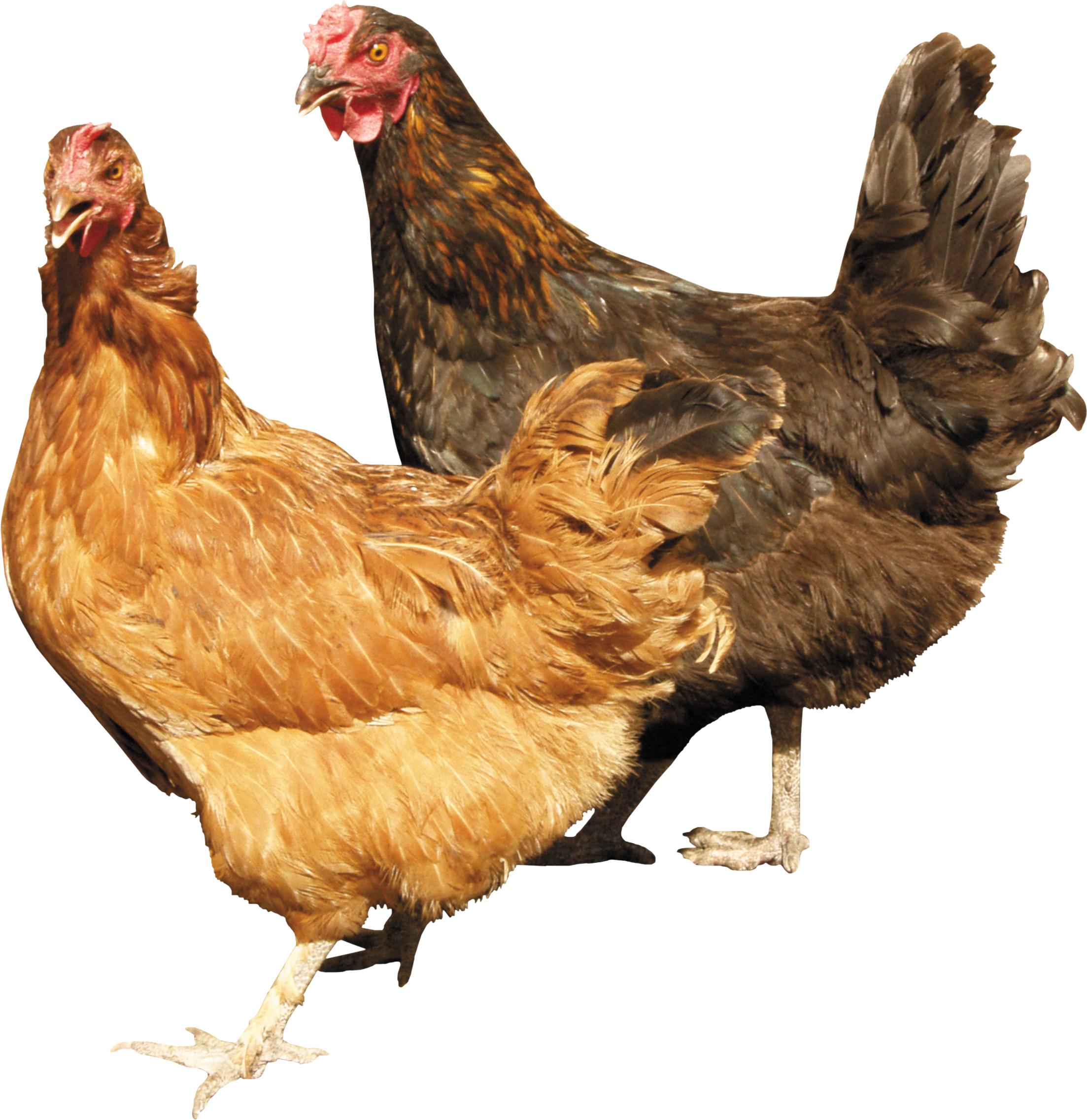Two Chickens Standing Right Next To Each Other PNG Image