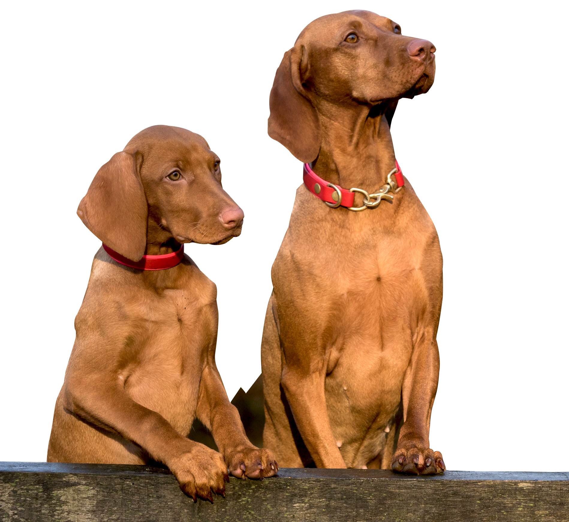 Two Dogs PNG Image