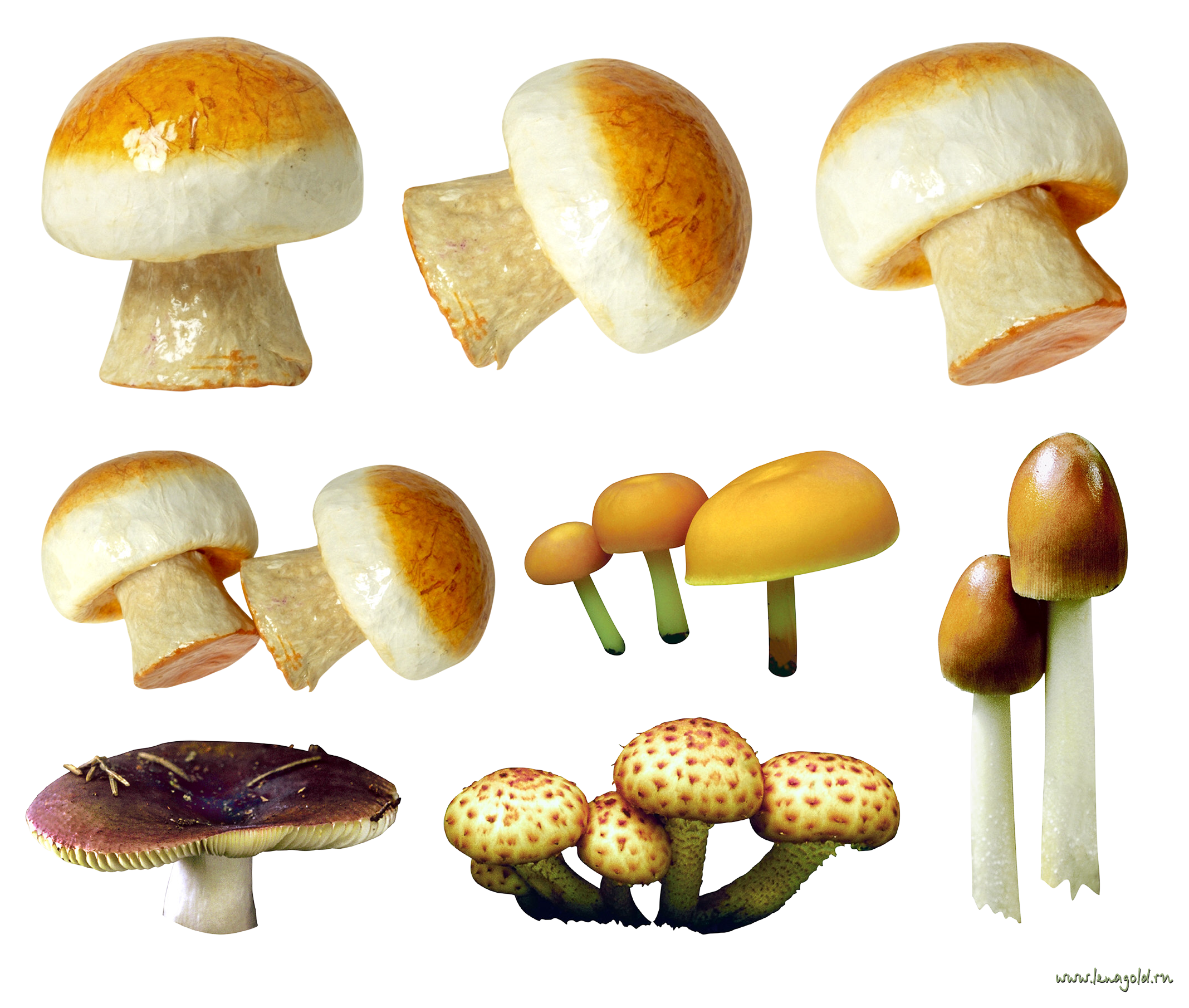 Variety of Mushrooms PNG Image