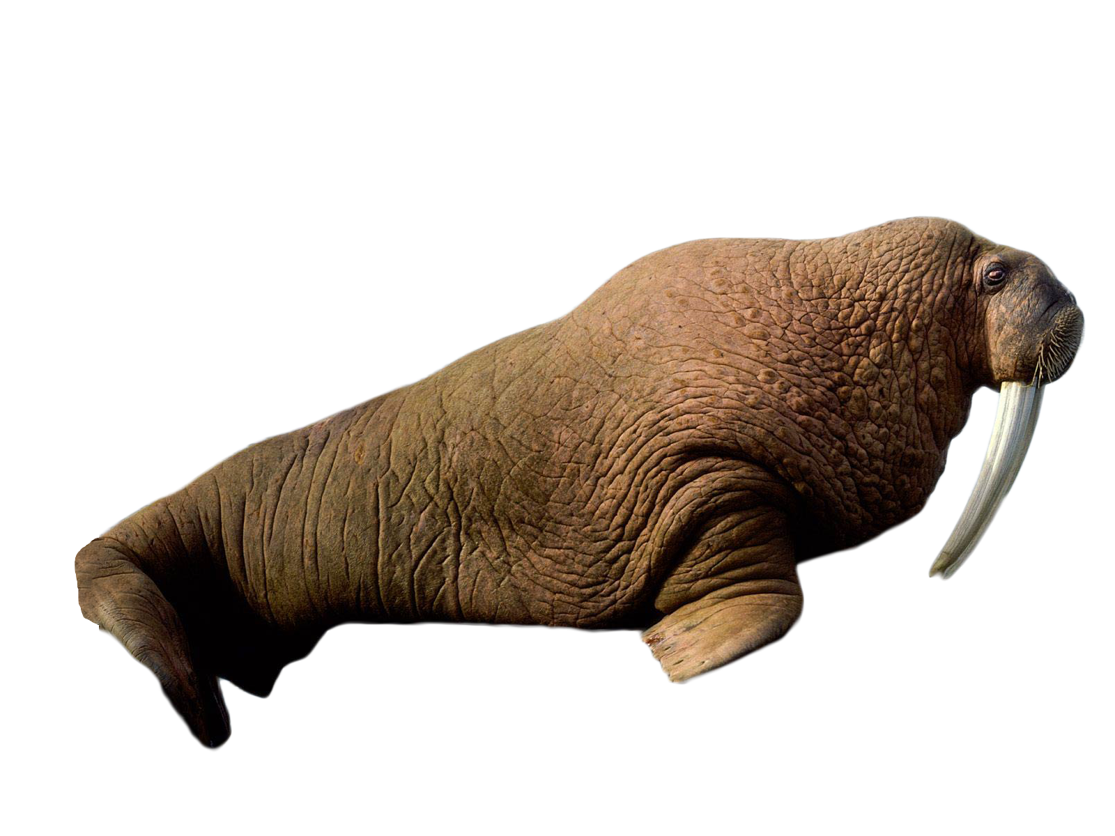 Walrus Lying PNG Image