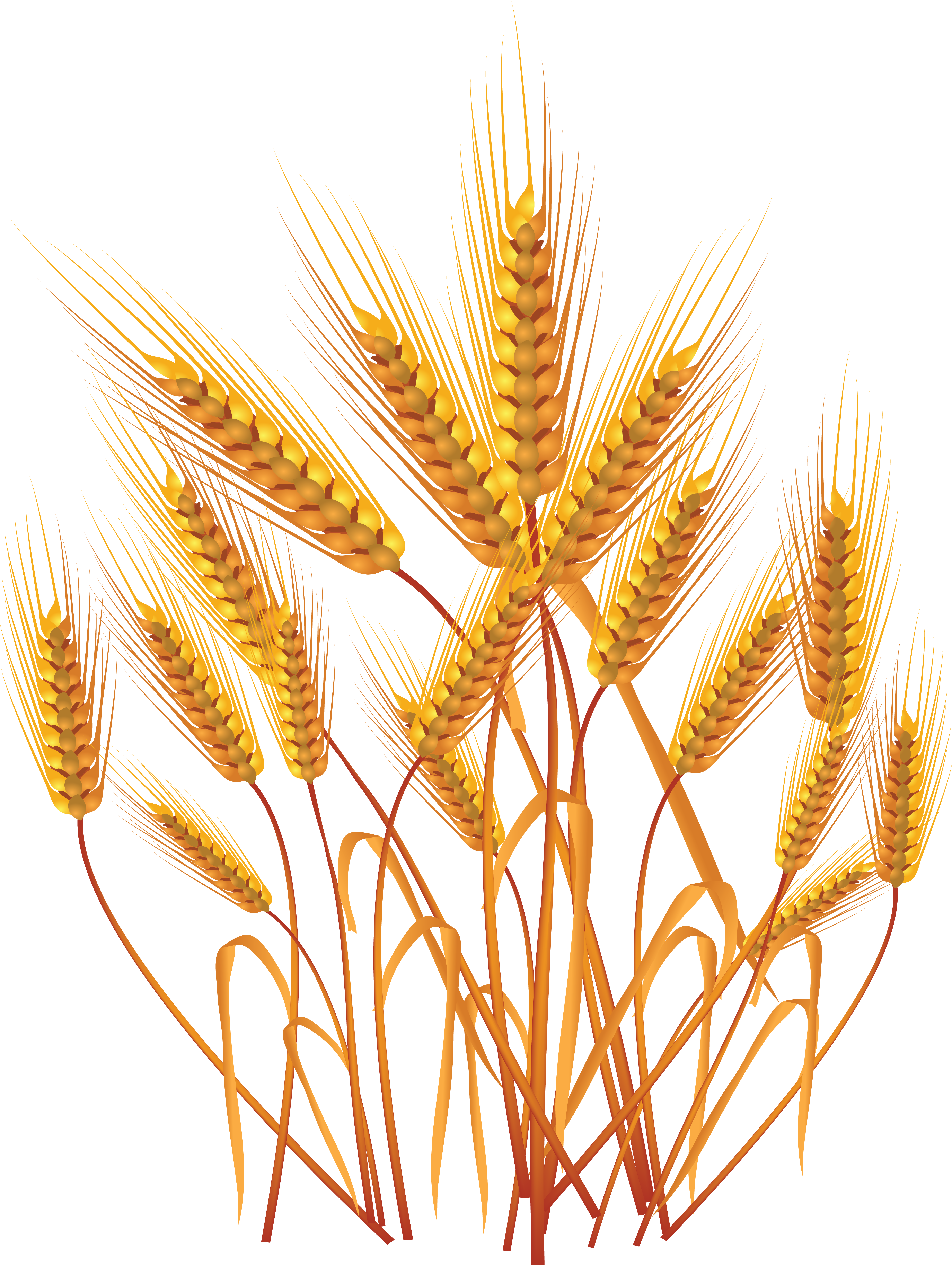 Wheat PNG Image for Free Download