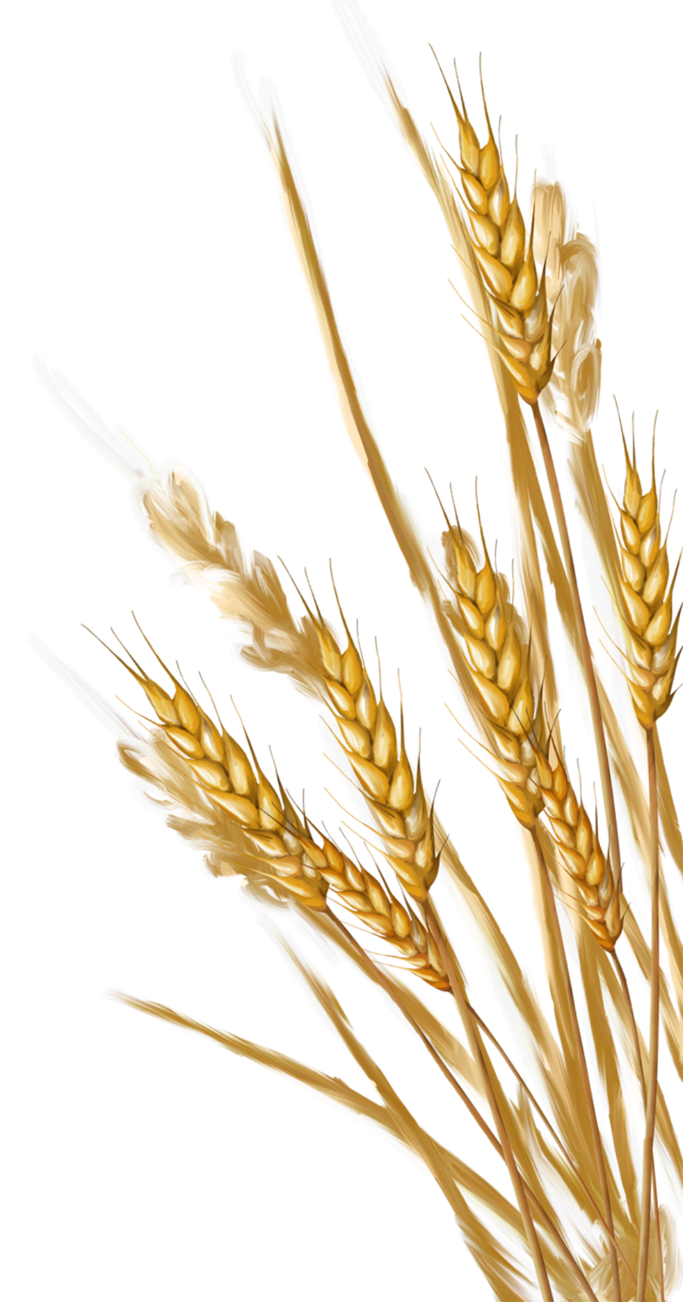 Wheat Png Image For Free Download