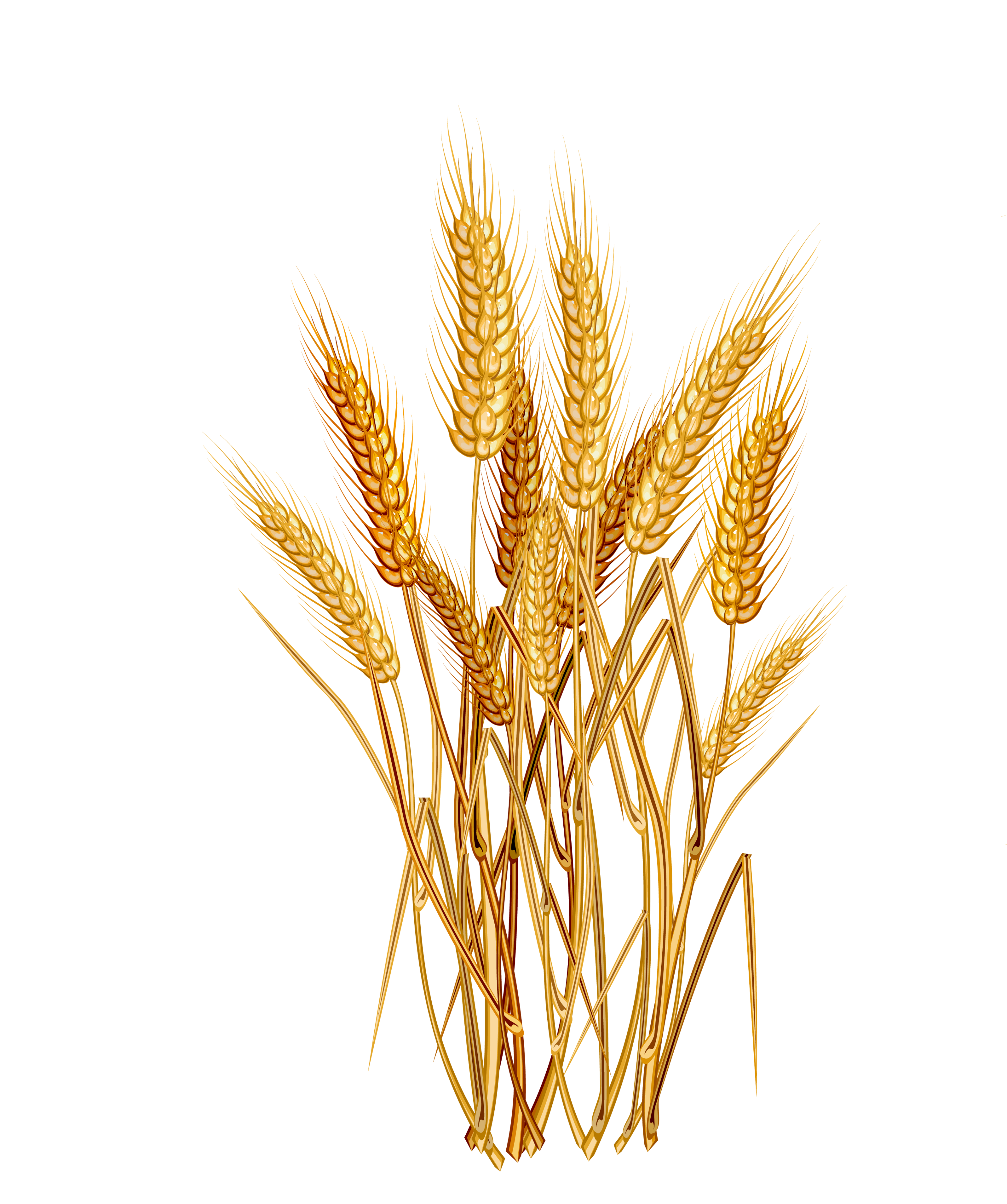 Wheat PNG Image