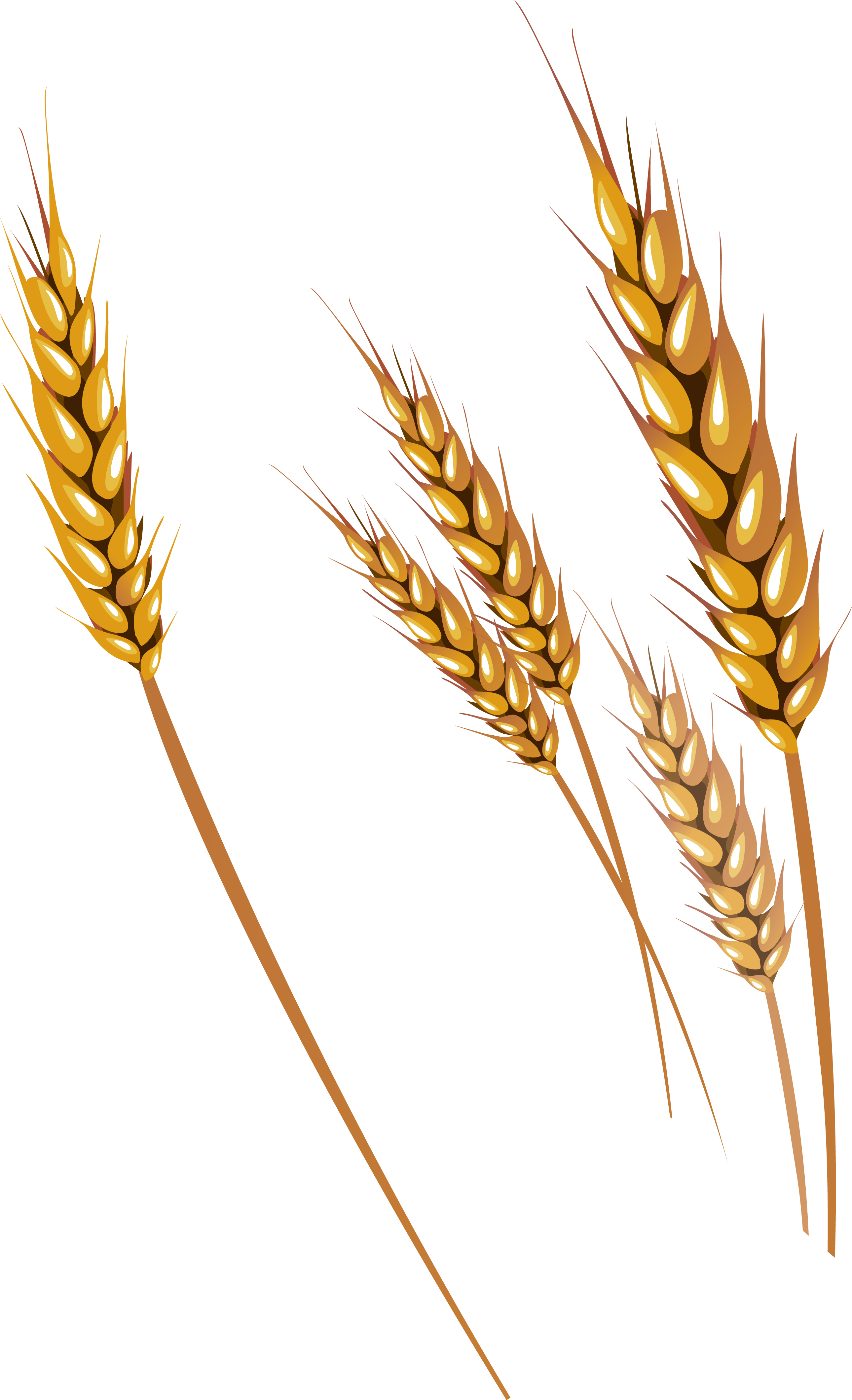 Download Wheat PNG Image for Free