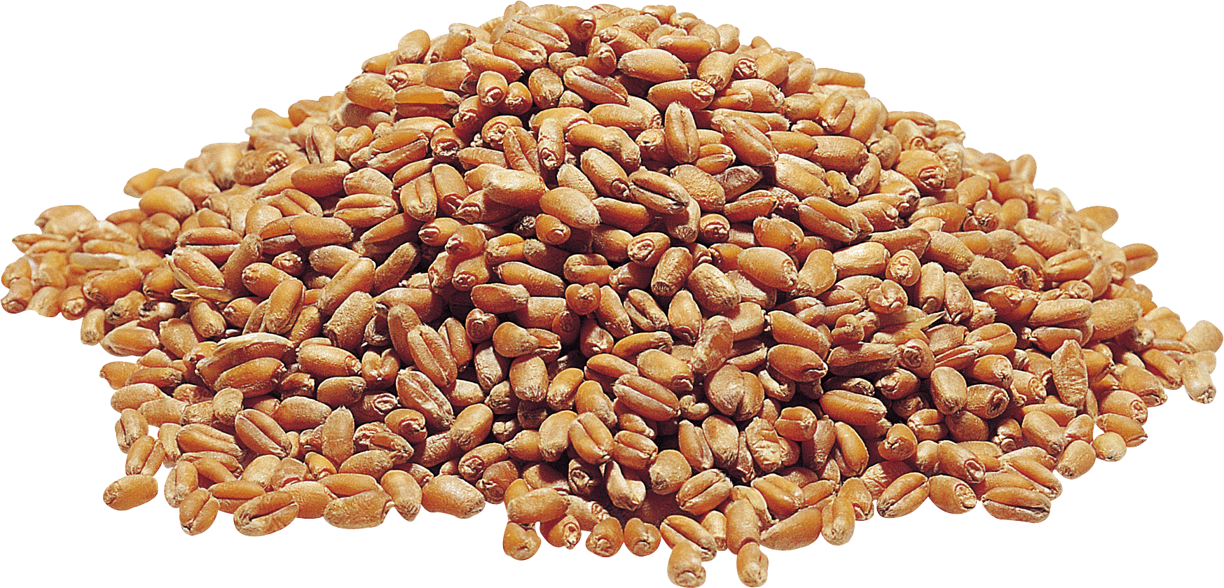 Wheat PNG Image