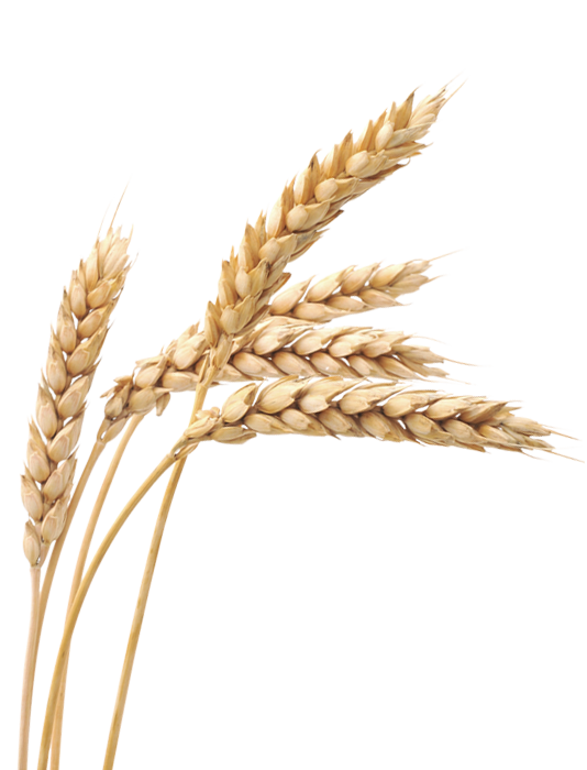 Wheat PNG Image PurePNG Free transparent CC0 PNG Image Library