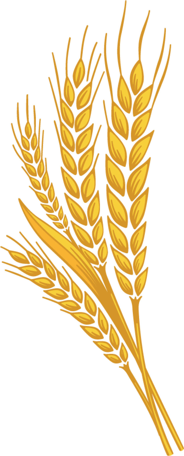 Wheat PNG Image