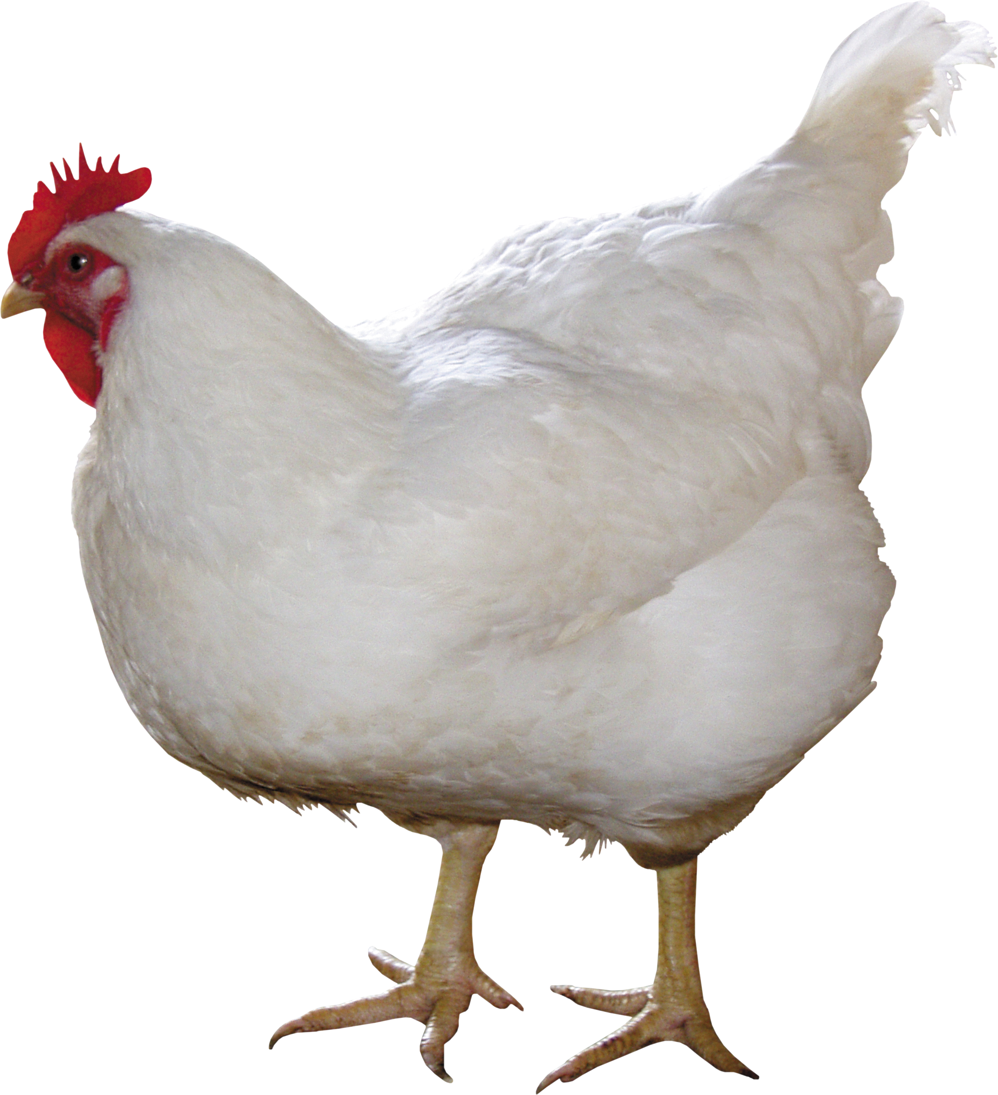 White Chicken With Red Head Standing