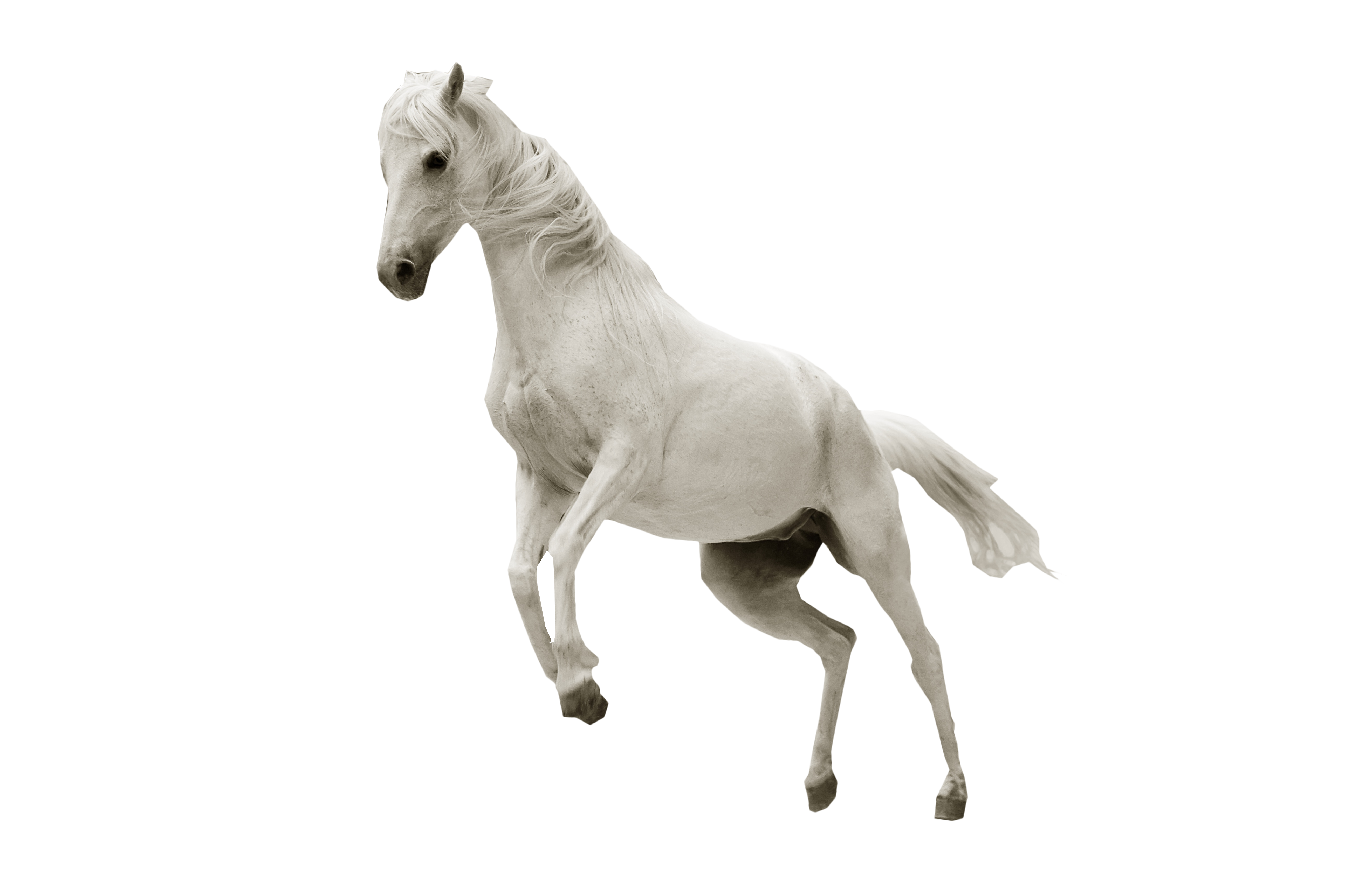 White Horse Jumping PNG Image