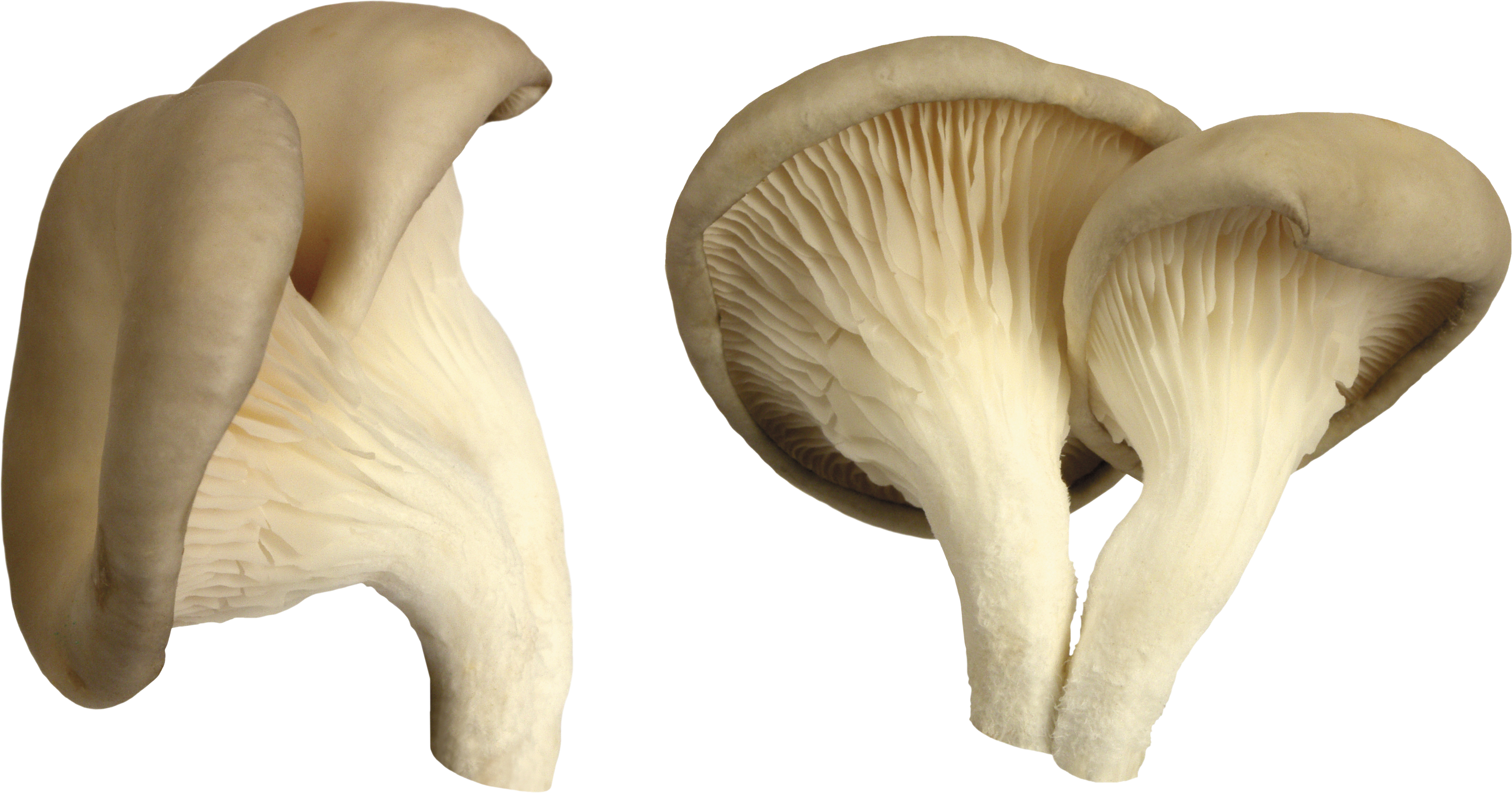 White Mushroom PNG Image