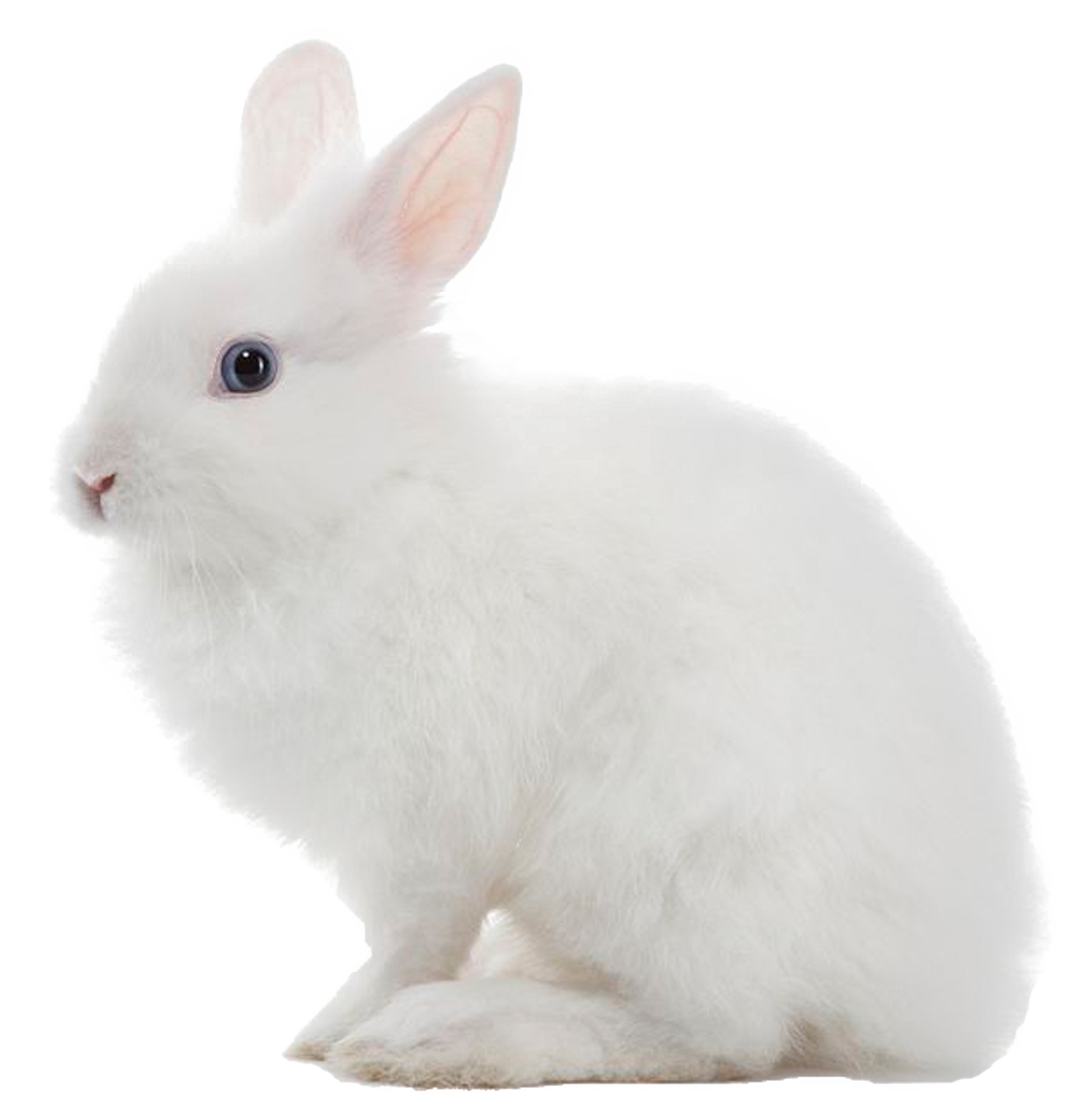 White Rabbit PNG Image for Free Download