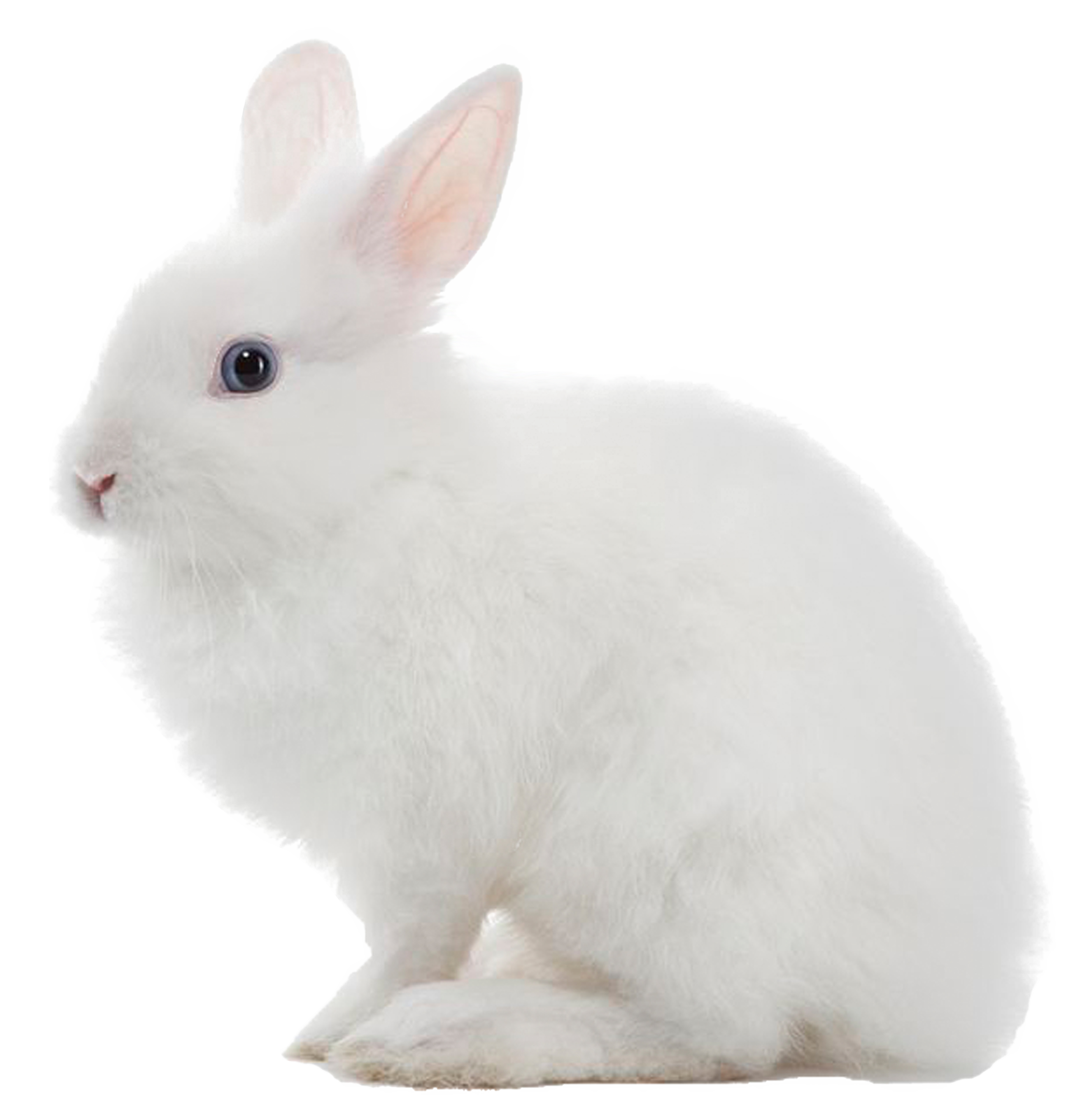 Download White Rabbit PNG Image For Free