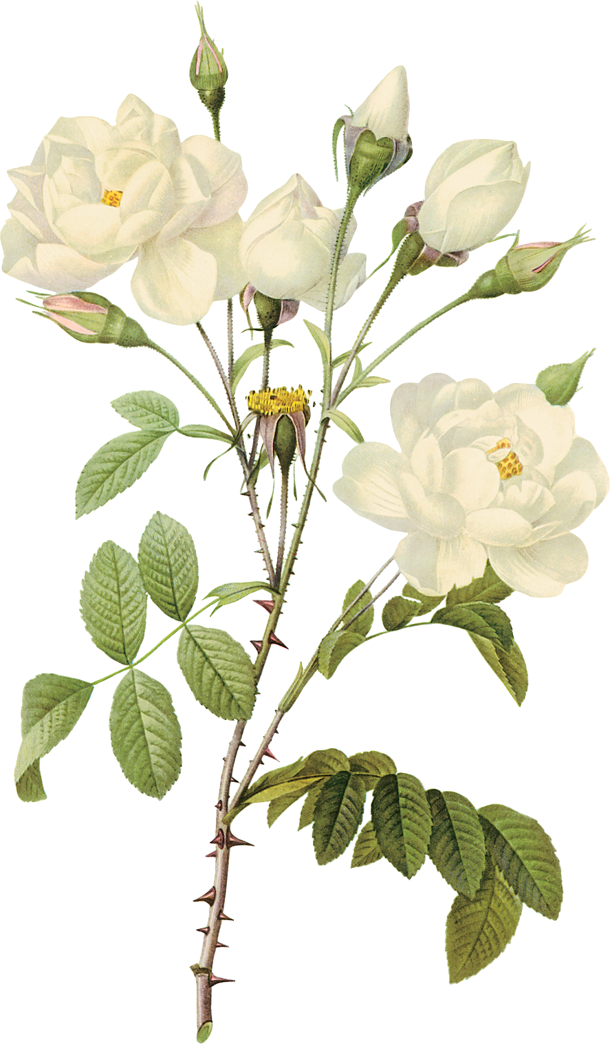 white roses