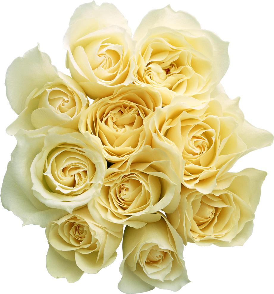 White Roses PNG Image