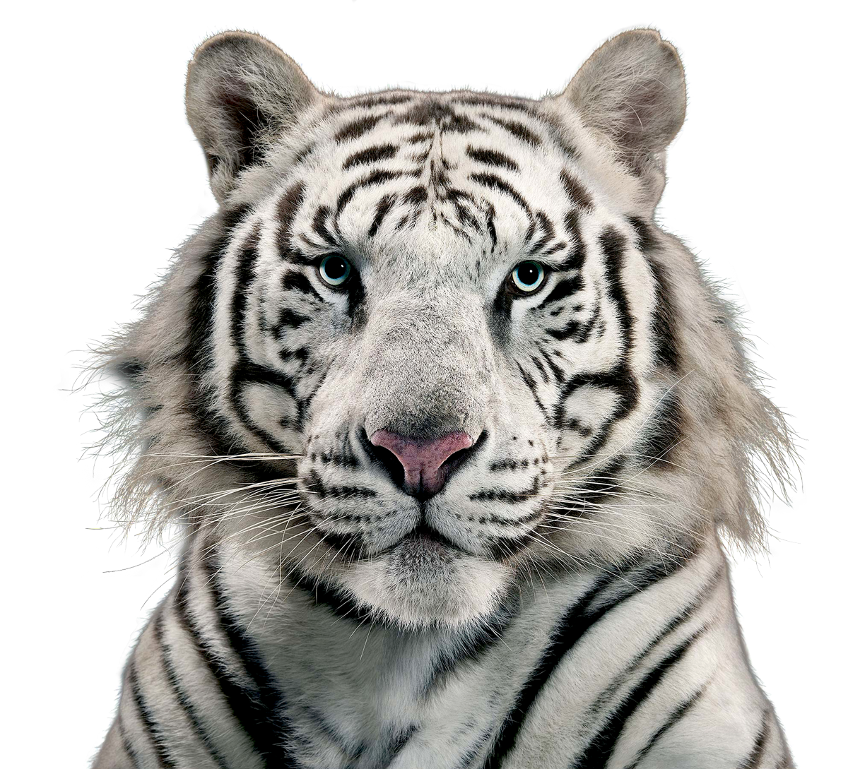 White Tiger Clipart Transparent Background White Tiger Face Png Png ...