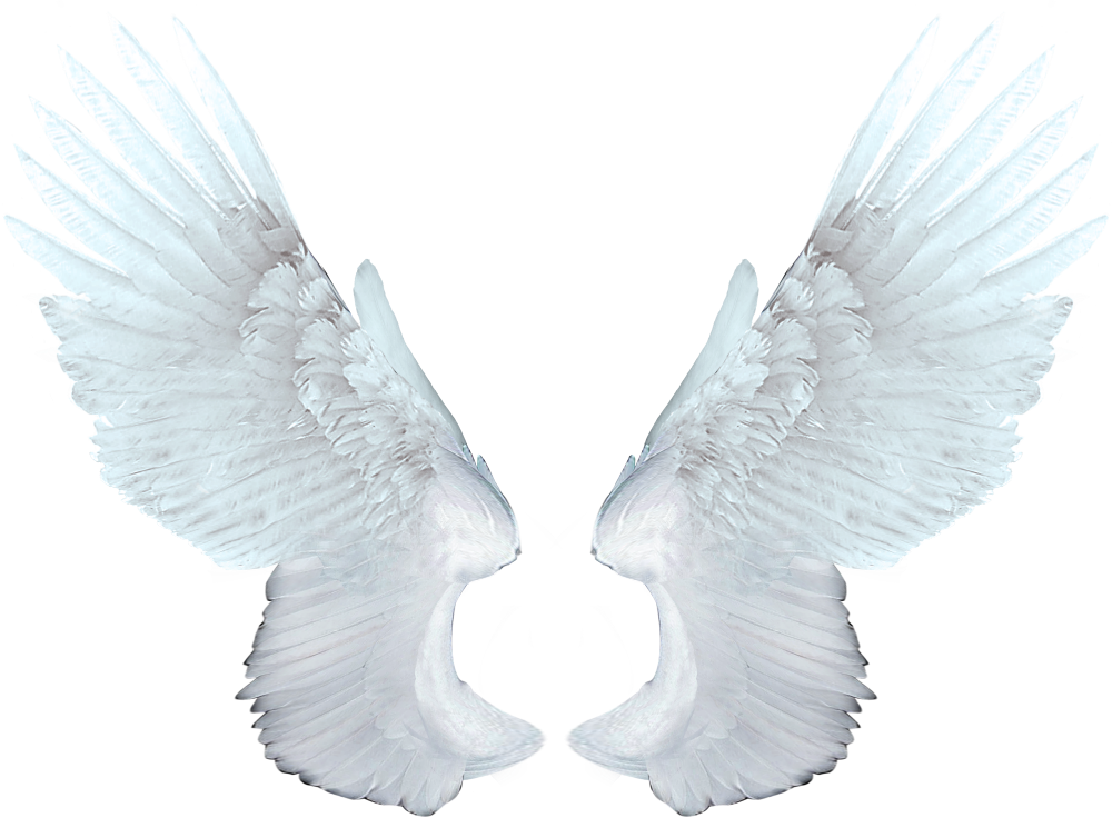 White Wings