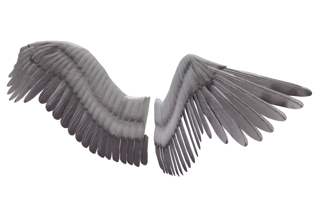 bird wings folded side view