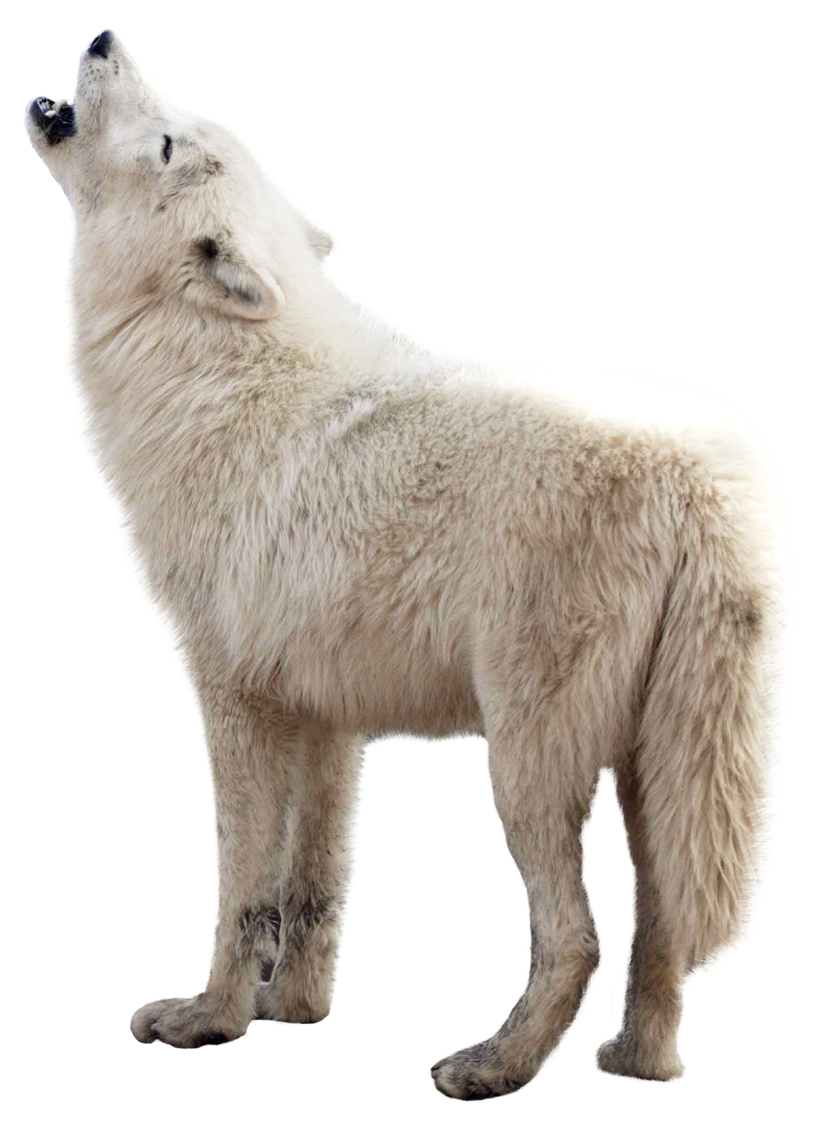 Wolf PNG Image