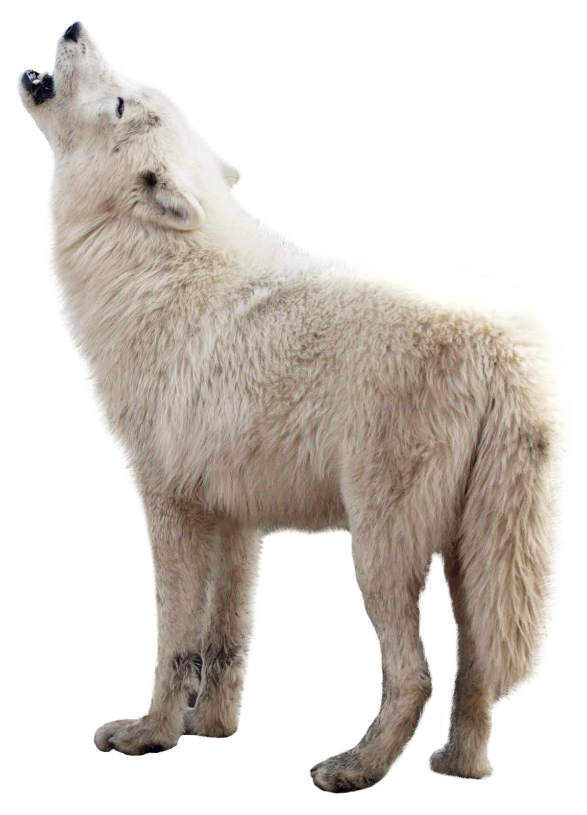 Wolf PNG Image - PurePNG  Free transparent CC0 PNG Image Library