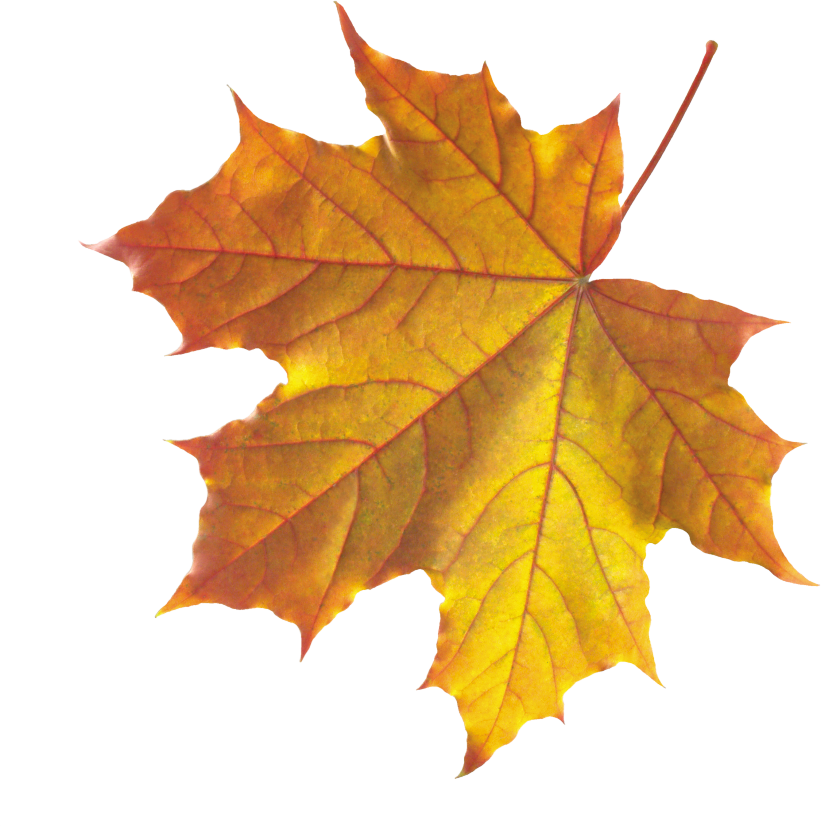 Yellow Autumn Leaves PNG Image