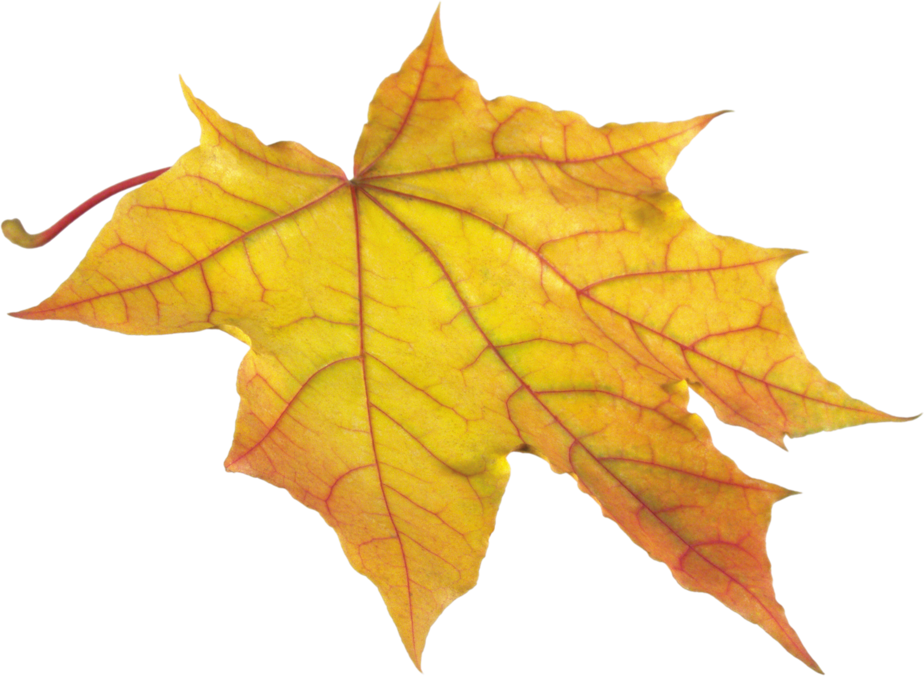 Yellow Leaf PNG Image