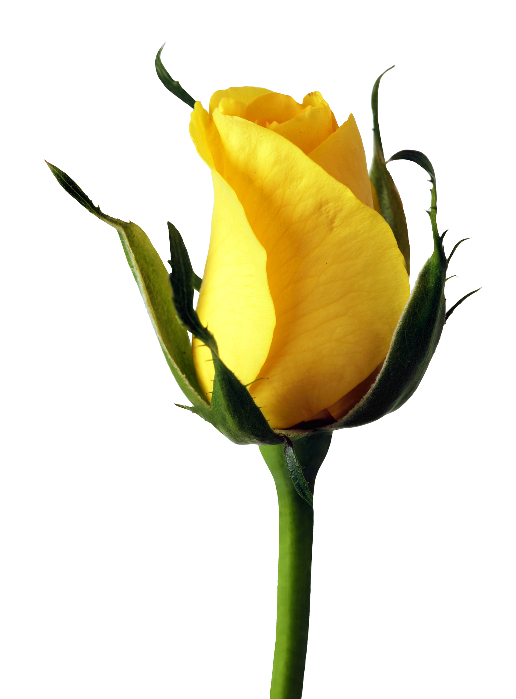 Yellow Rose PNG Image