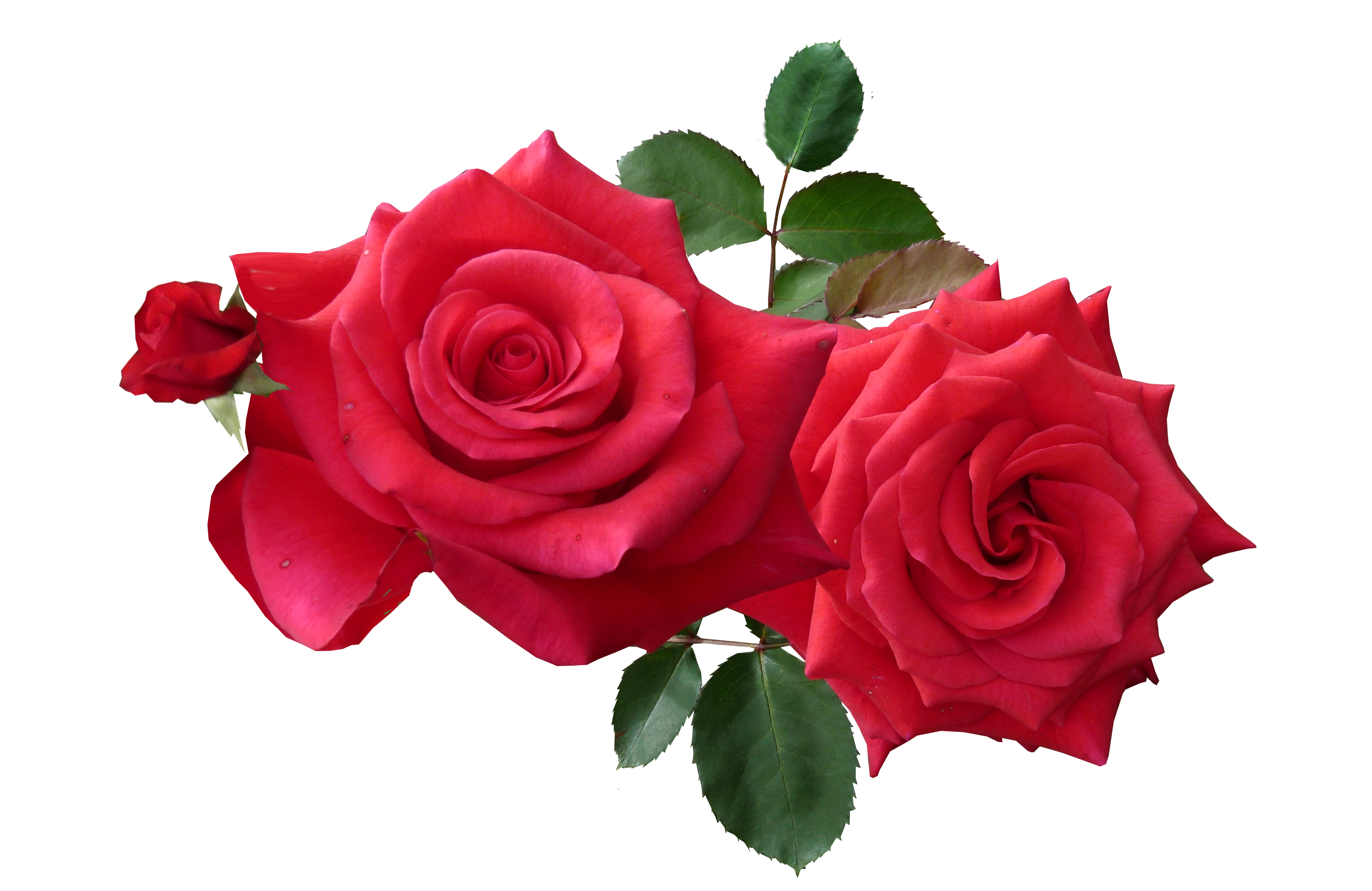 Red Roses PNG Image