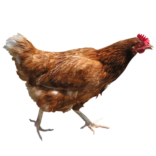 Running Chicken PNG Image