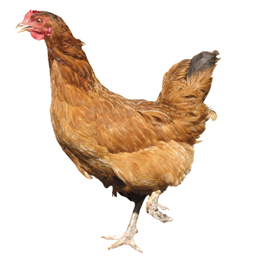 Running Chicken PNG Image