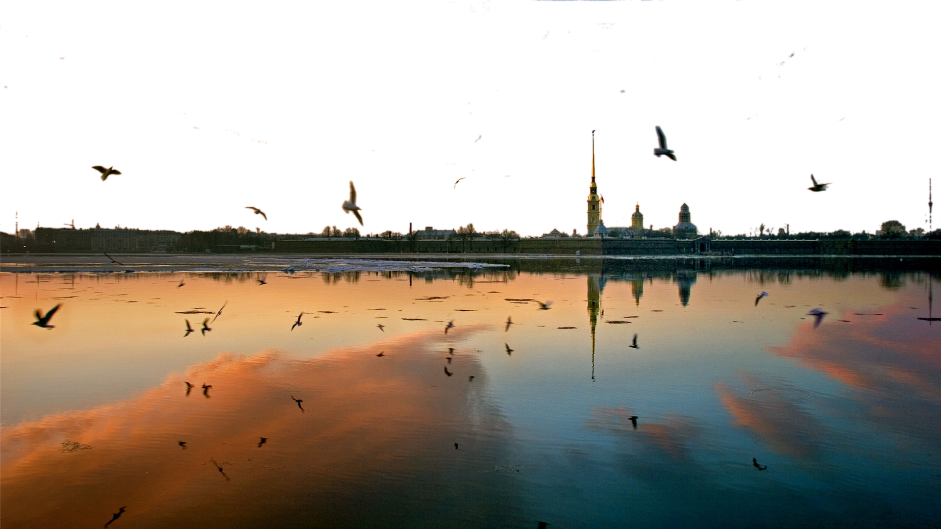 Birds flying at dusk PNG Image