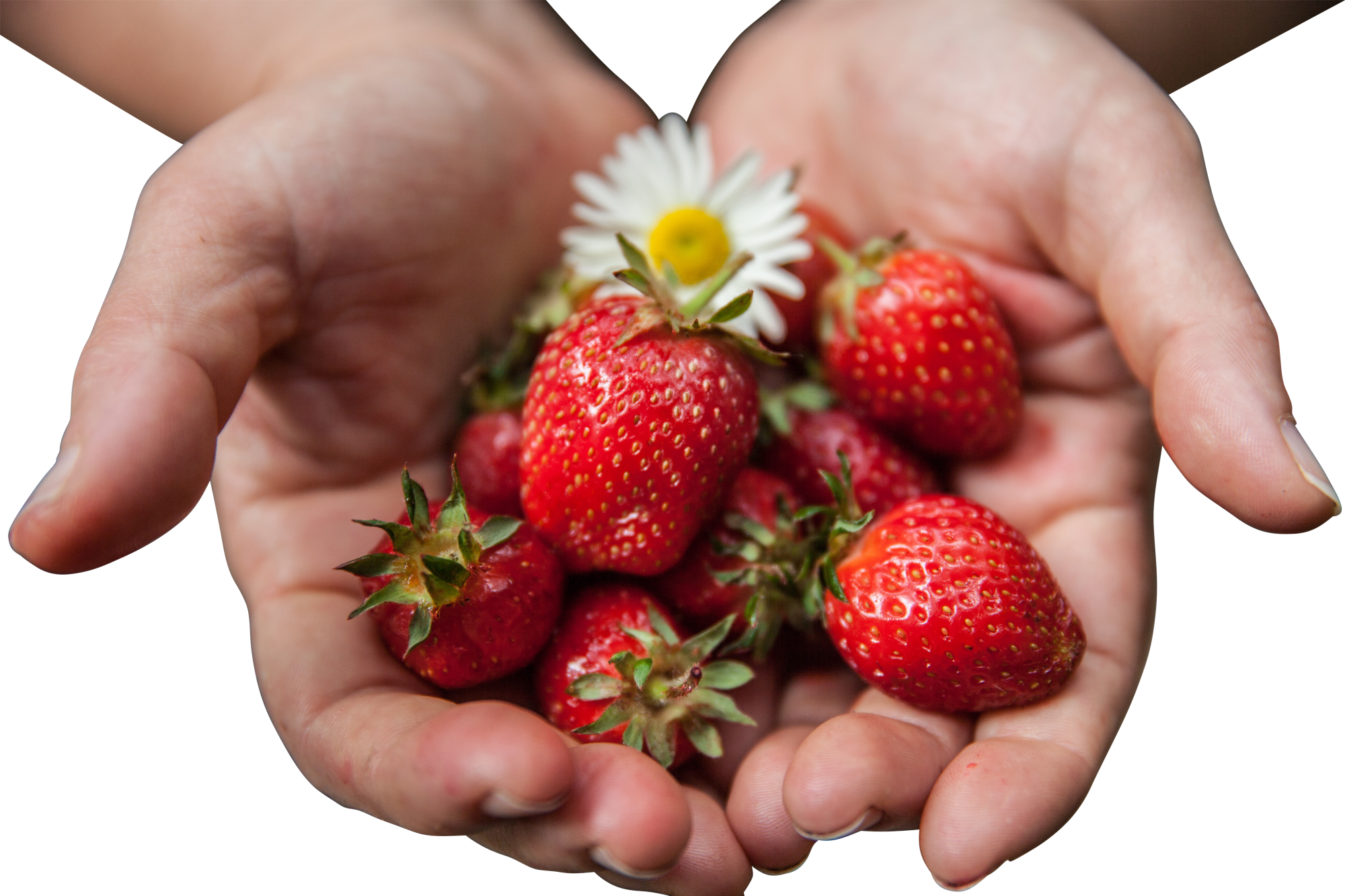 strawberries with flower in palms
