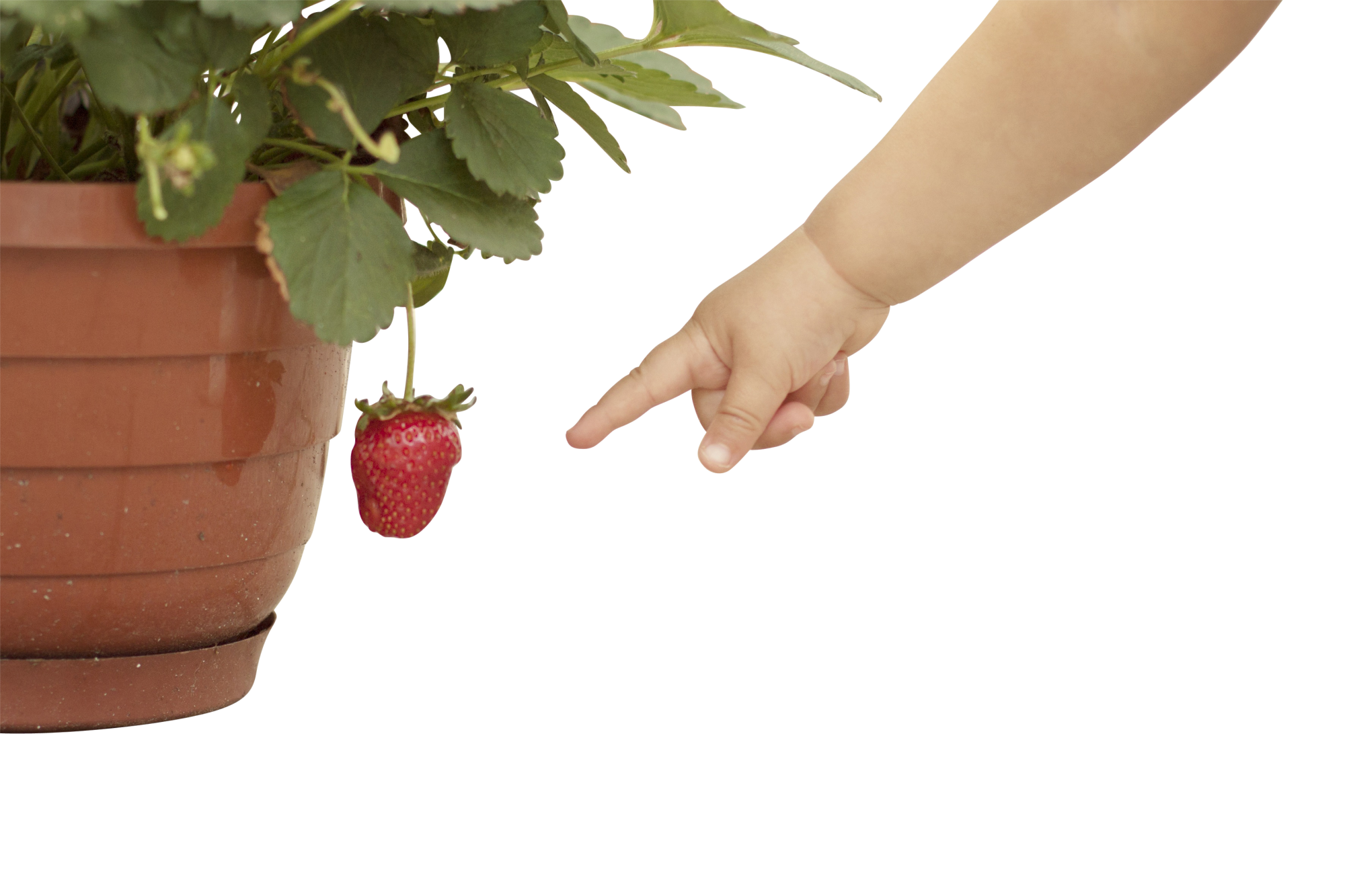 Potted Strawberry Plant with Fruit PNG Image
