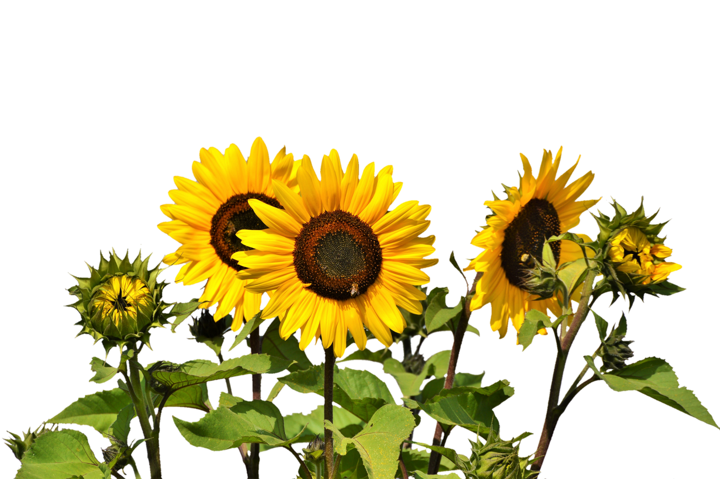 Sunflowers PNG Image